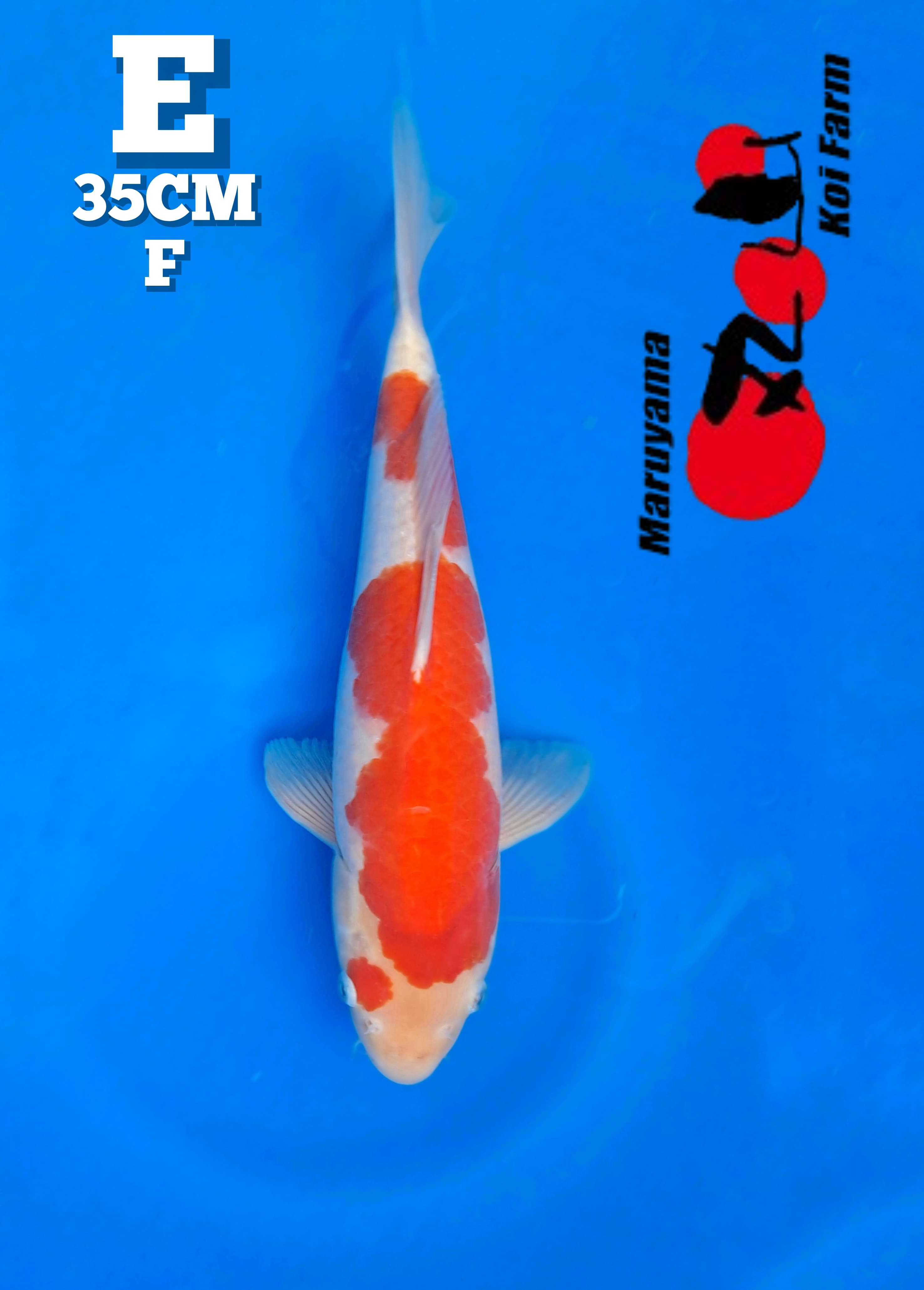 KOHAKU MARUYAMA KOI FARM 35cm
