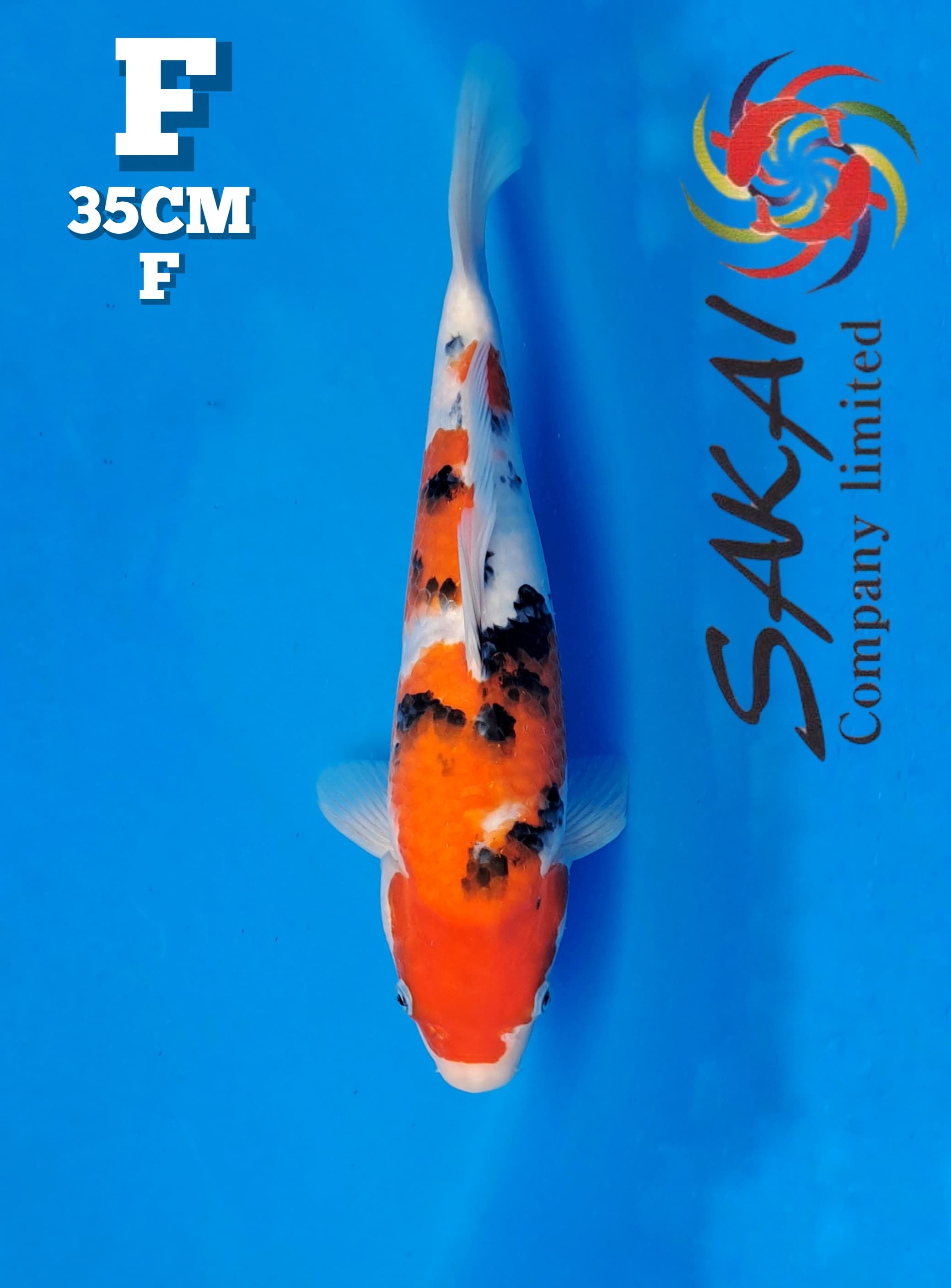 SANKE SAKAI CO LTD 35cm