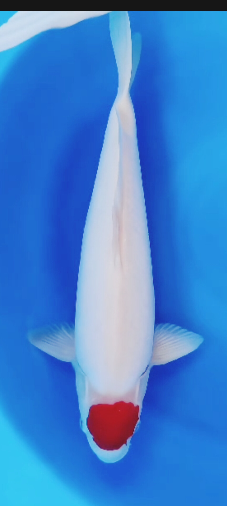 SUPER THANCO KOHAKU ISTIMEWA IKAN KELAS SULTAN JOS LOKASI CIKARANG 44cm