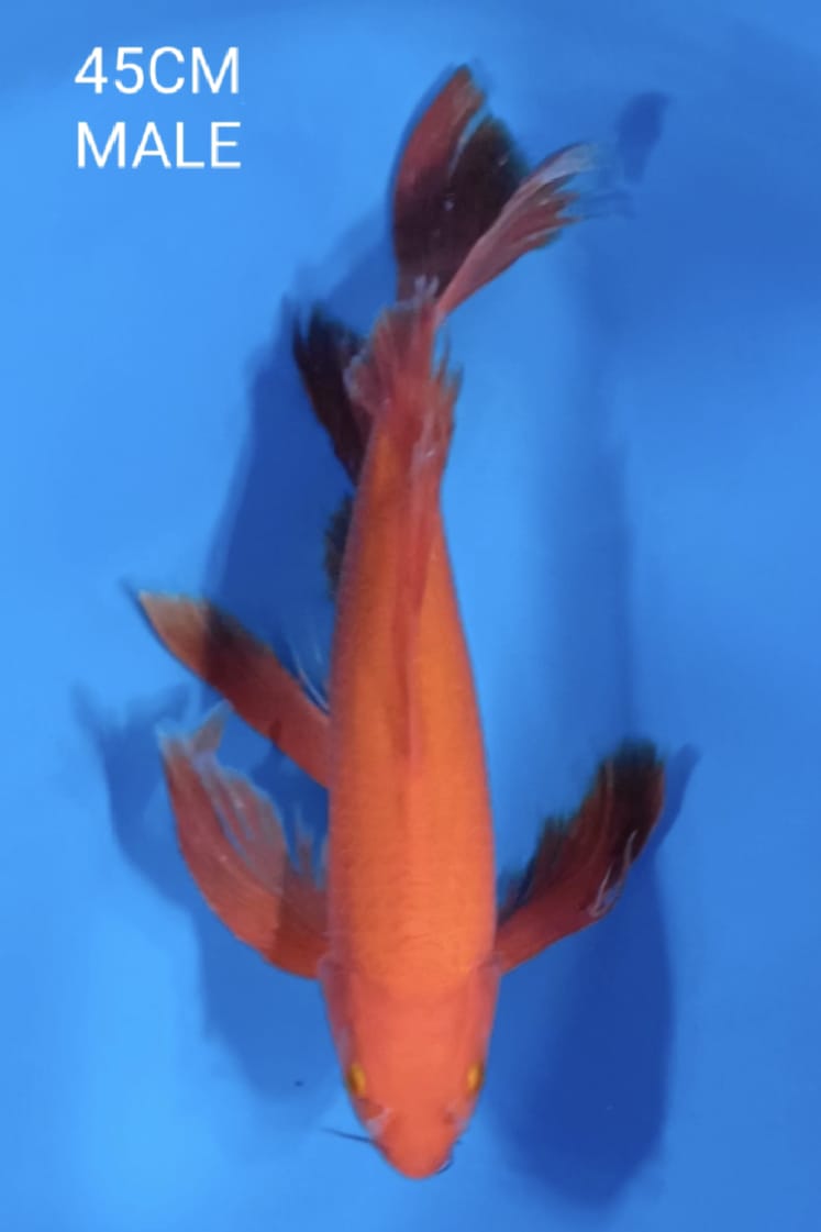 KARASI SLAYER RED 45cm
