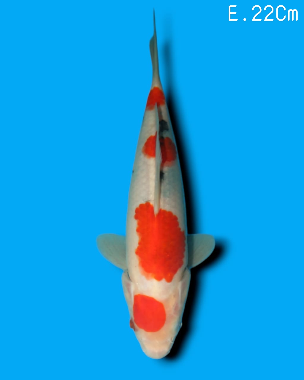 SANKE IMPORT SAKAI CO LTD 22cm