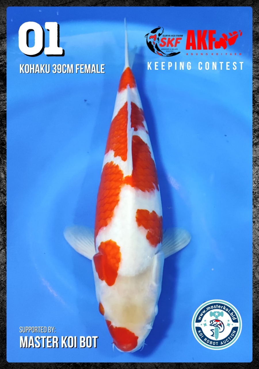 Lelang Koi Online, Jual Beli Ikan Koi, Pusat Jual Beli Koi, Info Lelang Koi Hari Ini, Platform Jual Beli Koi, Jual Beli Ikan Koi Online, Marketplace Ikan Koi, Jual Koi Terbaik, Tempat Beli Koi Berkualitas, Pasar Ikan Koi Online Terpercaya, Penjual Ikan Koi Terpercaya, Beli Koi Hias Online, Ikan Koi untuk Dijual, Koi Kualitas Terbaik, Toko Online Ikan Koi, Koi Hias Untuk Dijual, Jual Beli Ikan Koi Lokal, Koi Indonesia Online, Pusat Jual Beli Koi Terbesar