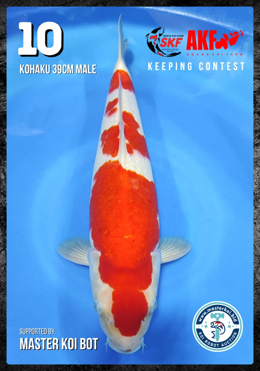 Lelang Koi Online, Jual Beli Ikan Koi, Pusat Jual Beli Koi, Info Lelang Koi Hari Ini, Platform Jual Beli Koi, Jual Beli Ikan Koi Online, Marketplace Ikan Koi, Jual Koi Terbaik, Tempat Beli Koi Berkualitas, Pasar Ikan Koi Online Terpercaya, Penjual Ikan Koi Terpercaya, Beli Koi Hias Online, Ikan Koi untuk Dijual, Koi Kualitas Terbaik, Toko Online Ikan Koi, Koi Hias Untuk Dijual, Jual Beli Ikan Koi Lokal, Koi Indonesia Online, Pusat Jual Beli Koi Terbesar