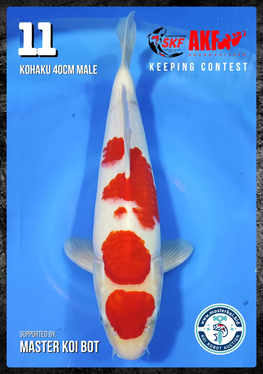 Lelang Koi Online, Jual Beli Ikan Koi, Pusat Jual Beli Koi, Info Lelang Koi Hari Ini, Platform Jual Beli Koi, Jual Beli Ikan Koi Online, Marketplace Ikan Koi, Jual Koi Terbaik, Tempat Beli Koi Berkualitas, Pasar Ikan Koi Online Terpercaya, Penjual Ikan Koi Terpercaya, Beli Koi Hias Online, Ikan Koi untuk Dijual, Koi Kualitas Terbaik, Toko Online Ikan Koi, Koi Hias Untuk Dijual, Jual Beli Ikan Koi Lokal, Koi Indonesia Online, Pusat Jual Beli Koi Terbesar