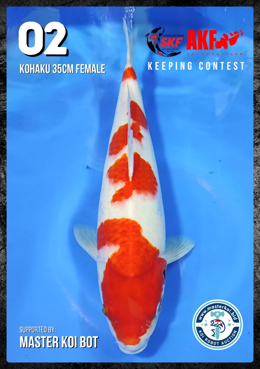 Lelang Koi Online, Jual Beli Ikan Koi, Pusat Jual Beli Koi, Info Lelang Koi Hari Ini, Platform Jual Beli Koi, Jual Beli Ikan Koi Online, Marketplace Ikan Koi, Jual Koi Terbaik, Tempat Beli Koi Berkualitas, Pasar Ikan Koi Online Terpercaya, Penjual Ikan Koi Terpercaya, Beli Koi Hias Online, Ikan Koi untuk Dijual, Koi Kualitas Terbaik, Toko Online Ikan Koi, Koi Hias Untuk Dijual, Jual Beli Ikan Koi Lokal, Koi Indonesia Online, Pusat Jual Beli Koi Terbesar