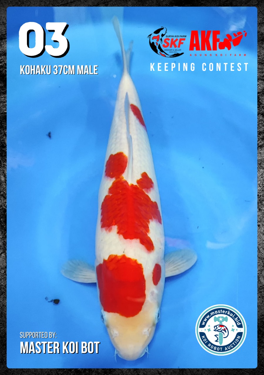 Lelang Koi Online, Jual Beli Ikan Koi, Pusat Jual Beli Koi, Info Lelang Koi Hari Ini, Platform Jual Beli Koi, Jual Beli Ikan Koi Online, Marketplace Ikan Koi, Jual Koi Terbaik, Tempat Beli Koi Berkualitas, Pasar Ikan Koi Online Terpercaya, Penjual Ikan Koi Terpercaya, Beli Koi Hias Online, Ikan Koi untuk Dijual, Koi Kualitas Terbaik, Toko Online Ikan Koi, Koi Hias Untuk Dijual, Jual Beli Ikan Koi Lokal, Koi Indonesia Online, Pusat Jual Beli Koi Terbesar