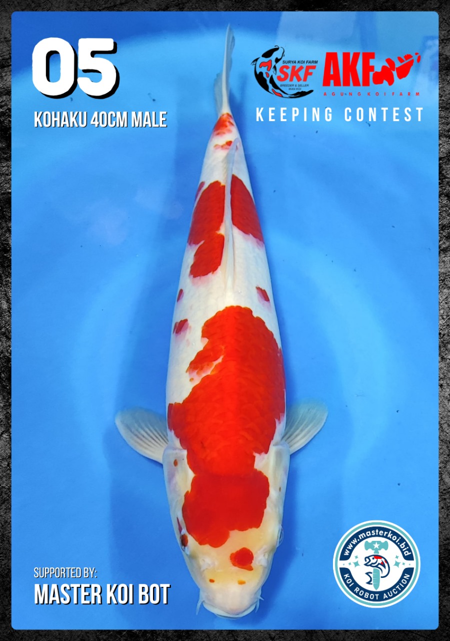 Lelang Koi Online, Jual Beli Ikan Koi, Pusat Jual Beli Koi, Info Lelang Koi Hari Ini, Platform Jual Beli Koi, Jual Beli Ikan Koi Online, Marketplace Ikan Koi, Jual Koi Terbaik, Tempat Beli Koi Berkualitas, Pasar Ikan Koi Online Terpercaya, Penjual Ikan Koi Terpercaya, Beli Koi Hias Online, Ikan Koi untuk Dijual, Koi Kualitas Terbaik, Toko Online Ikan Koi, Koi Hias Untuk Dijual, Jual Beli Ikan Koi Lokal, Koi Indonesia Online, Pusat Jual Beli Koi Terbesar