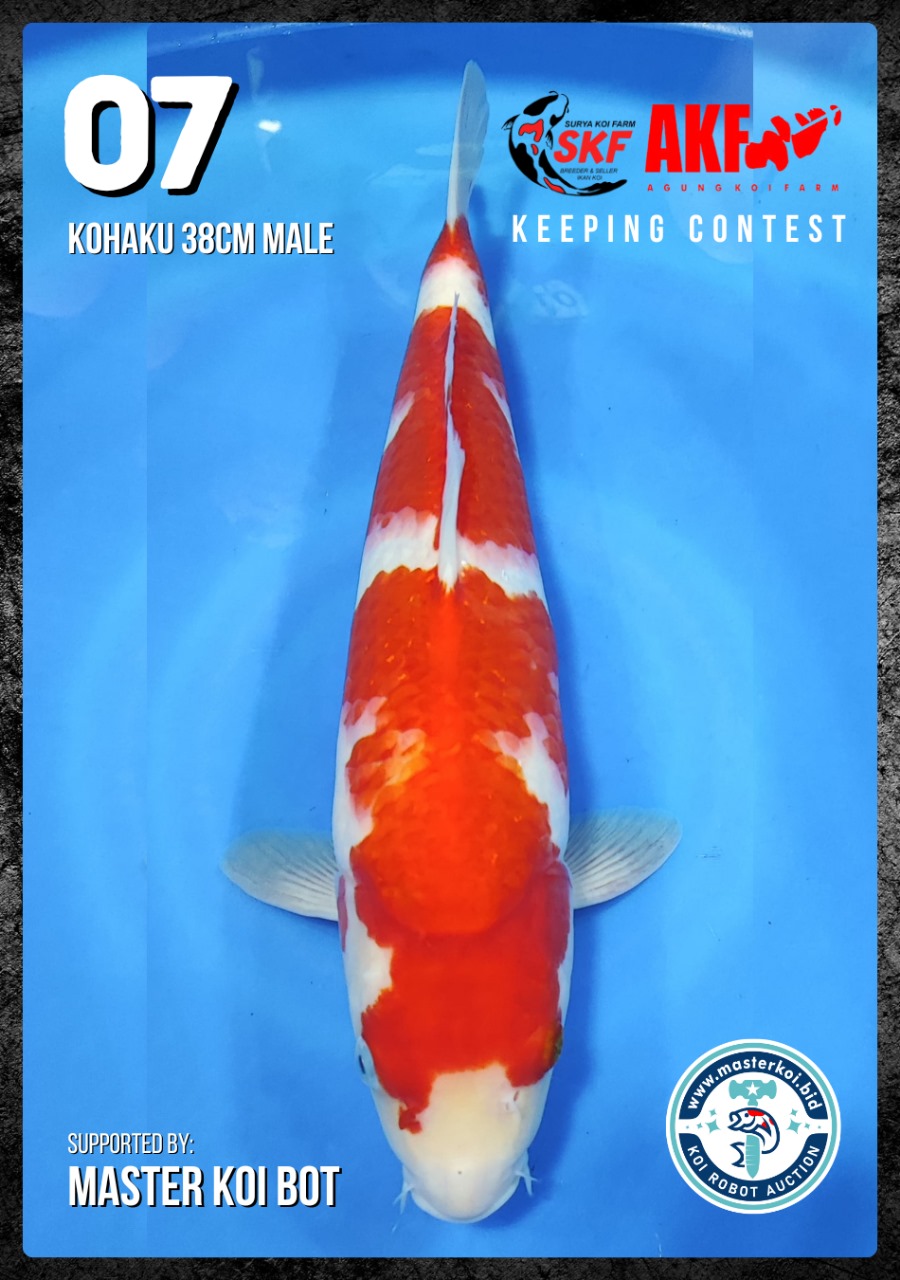 Lelang Koi Online, Jual Beli Ikan Koi, Pusat Jual Beli Koi, Info Lelang Koi Hari Ini, Platform Jual Beli Koi, Jual Beli Ikan Koi Online, Marketplace Ikan Koi, Jual Koi Terbaik, Tempat Beli Koi Berkualitas, Pasar Ikan Koi Online Terpercaya, Penjual Ikan Koi Terpercaya, Beli Koi Hias Online, Ikan Koi untuk Dijual, Koi Kualitas Terbaik, Toko Online Ikan Koi, Koi Hias Untuk Dijual, Jual Beli Ikan Koi Lokal, Koi Indonesia Online, Pusat Jual Beli Koi Terbesar