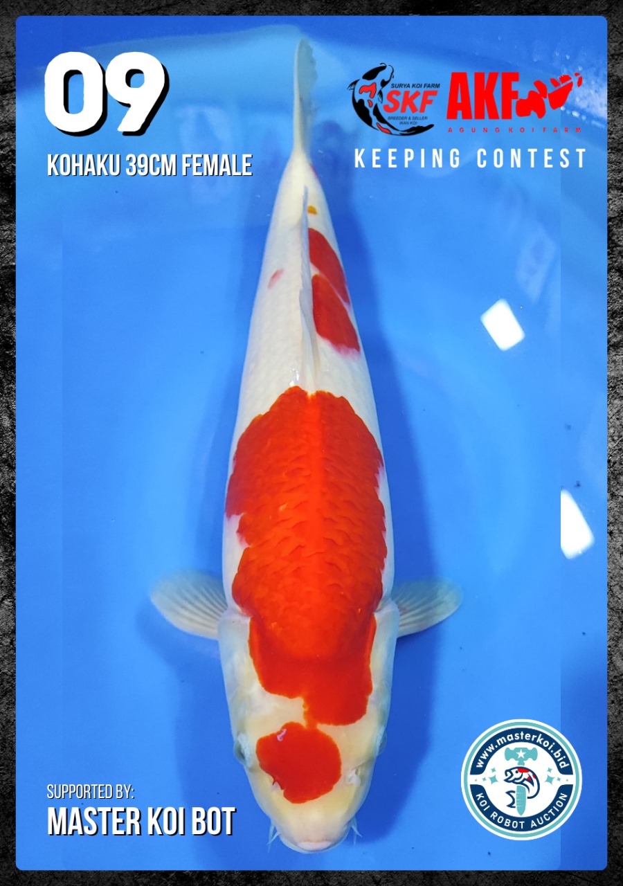 Lelang Koi Online, Jual Beli Ikan Koi, Pusat Jual Beli Koi, Info Lelang Koi Hari Ini, Platform Jual Beli Koi, Jual Beli Ikan Koi Online, Marketplace Ikan Koi, Jual Koi Terbaik, Tempat Beli Koi Berkualitas, Pasar Ikan Koi Online Terpercaya, Penjual Ikan Koi Terpercaya, Beli Koi Hias Online, Ikan Koi untuk Dijual, Koi Kualitas Terbaik, Toko Online Ikan Koi, Koi Hias Untuk Dijual, Jual Beli Ikan Koi Lokal, Koi Indonesia Online, Pusat Jual Beli Koi Terbesar