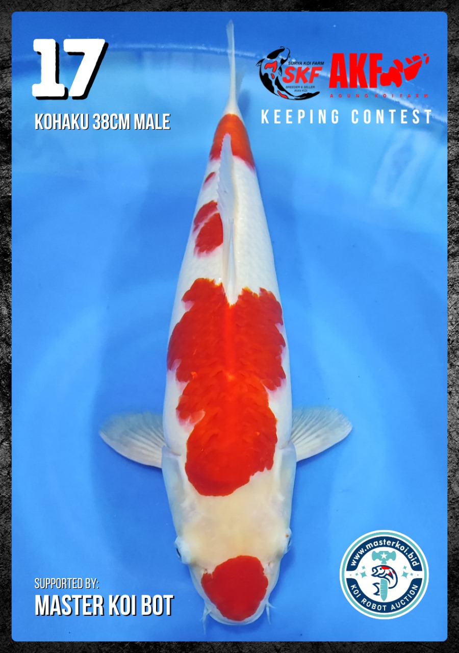 Lelang Koi Online, Jual Beli Ikan Koi, Pusat Jual Beli Koi, Info Lelang Koi Hari Ini, Platform Jual Beli Koi, Jual Beli Ikan Koi Online, Marketplace Ikan Koi, Jual Koi Terbaik, Tempat Beli Koi Berkualitas, Pasar Ikan Koi Online Terpercaya, Penjual Ikan Koi Terpercaya, Beli Koi Hias Online, Ikan Koi untuk Dijual, Koi Kualitas Terbaik, Toko Online Ikan Koi, Koi Hias Untuk Dijual, Jual Beli Ikan Koi Lokal, Koi Indonesia Online, Pusat Jual Beli Koi Terbesar