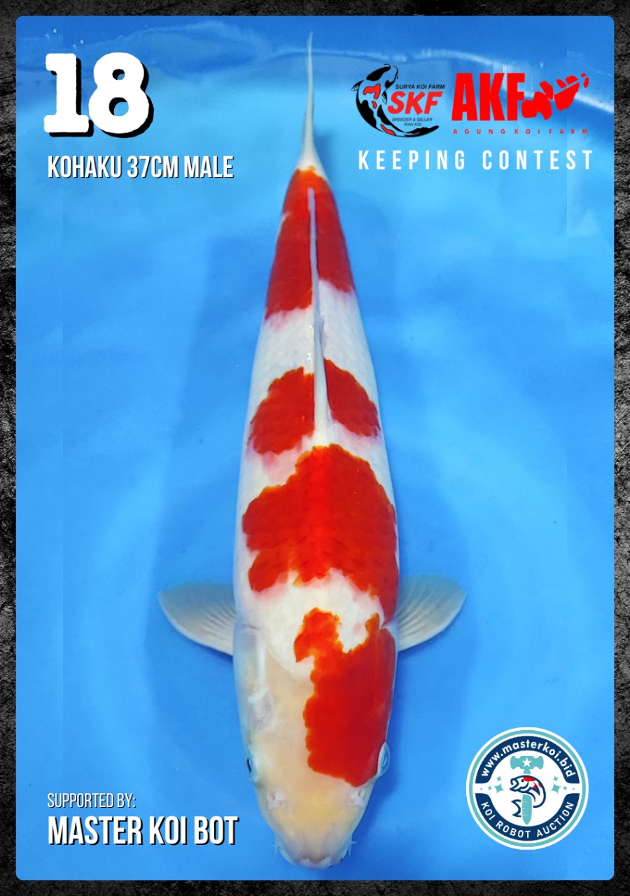 Lelang Koi Online, Jual Beli Ikan Koi, Pusat Jual Beli Koi, Info Lelang Koi Hari Ini, Platform Jual Beli Koi, Jual Beli Ikan Koi Online, Marketplace Ikan Koi, Jual Koi Terbaik, Tempat Beli Koi Berkualitas, Pasar Ikan Koi Online Terpercaya, Penjual Ikan Koi Terpercaya, Beli Koi Hias Online, Ikan Koi untuk Dijual, Koi Kualitas Terbaik, Toko Online Ikan Koi, Koi Hias Untuk Dijual, Jual Beli Ikan Koi Lokal, Koi Indonesia Online, Pusat Jual Beli Koi Terbesar