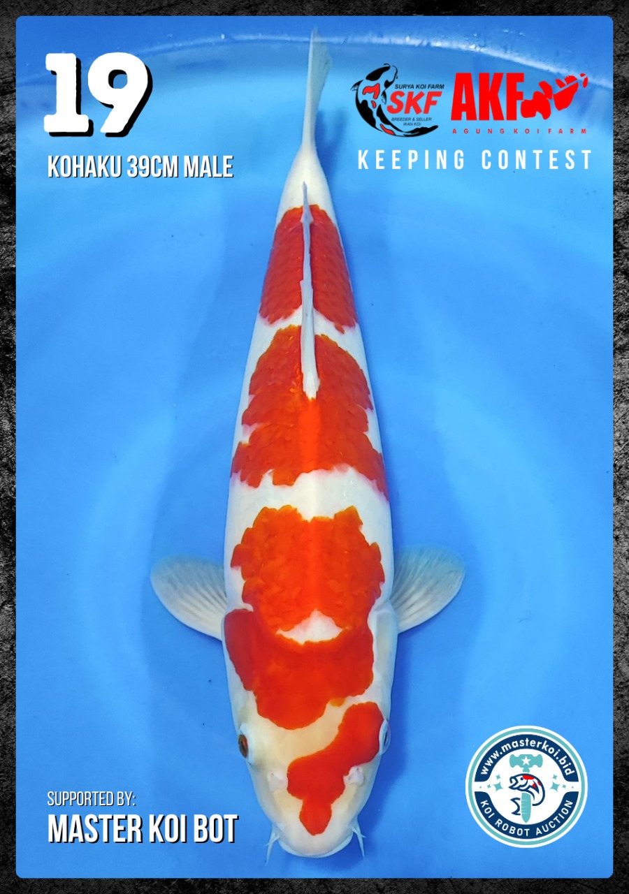 Lelang Koi Online, Jual Beli Ikan Koi, Pusat Jual Beli Koi, Info Lelang Koi Hari Ini, Platform Jual Beli Koi, Jual Beli Ikan Koi Online, Marketplace Ikan Koi, Jual Koi Terbaik, Tempat Beli Koi Berkualitas, Pasar Ikan Koi Online Terpercaya, Penjual Ikan Koi Terpercaya, Beli Koi Hias Online, Ikan Koi untuk Dijual, Koi Kualitas Terbaik, Toko Online Ikan Koi, Koi Hias Untuk Dijual, Jual Beli Ikan Koi Lokal, Koi Indonesia Online, Pusat Jual Beli Koi Terbesar