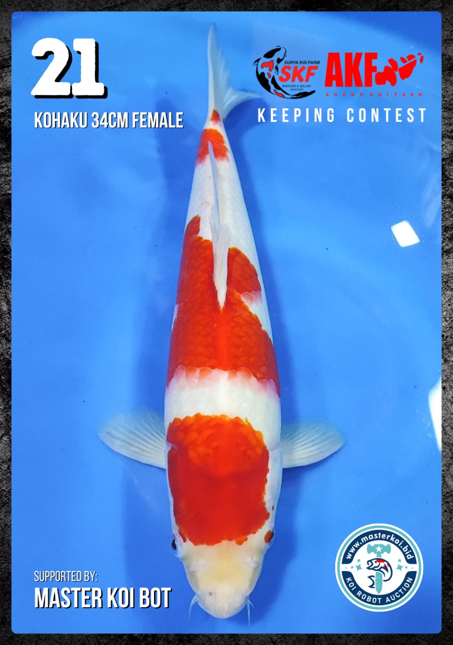 Lelang Koi Online, Jual Beli Ikan Koi, Pusat Jual Beli Koi, Info Lelang Koi Hari Ini, Platform Jual Beli Koi, Jual Beli Ikan Koi Online, Marketplace Ikan Koi, Jual Koi Terbaik, Tempat Beli Koi Berkualitas, Pasar Ikan Koi Online Terpercaya, Penjual Ikan Koi Terpercaya, Beli Koi Hias Online, Ikan Koi untuk Dijual, Koi Kualitas Terbaik, Toko Online Ikan Koi, Koi Hias Untuk Dijual, Jual Beli Ikan Koi Lokal, Koi Indonesia Online, Pusat Jual Beli Koi Terbesar