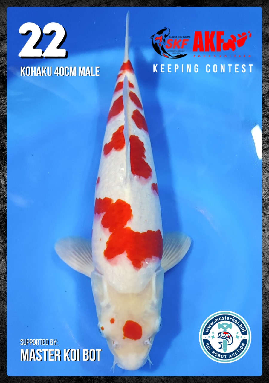 Lelang Koi Online, Jual Beli Ikan Koi, Pusat Jual Beli Koi, Info Lelang Koi Hari Ini, Platform Jual Beli Koi, Jual Beli Ikan Koi Online, Marketplace Ikan Koi, Jual Koi Terbaik, Tempat Beli Koi Berkualitas, Pasar Ikan Koi Online Terpercaya, Penjual Ikan Koi Terpercaya, Beli Koi Hias Online, Ikan Koi untuk Dijual, Koi Kualitas Terbaik, Toko Online Ikan Koi, Koi Hias Untuk Dijual, Jual Beli Ikan Koi Lokal, Koi Indonesia Online, Pusat Jual Beli Koi Terbesar