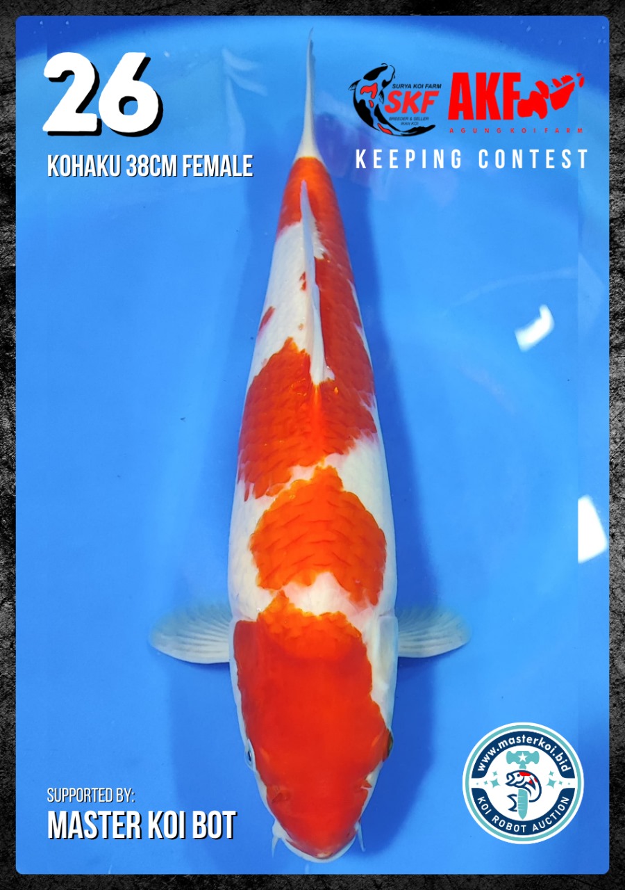 Lelang Koi Online, Jual Beli Ikan Koi, Pusat Jual Beli Koi, Info Lelang Koi Hari Ini, Platform Jual Beli Koi, Jual Beli Ikan Koi Online, Marketplace Ikan Koi, Jual Koi Terbaik, Tempat Beli Koi Berkualitas, Pasar Ikan Koi Online Terpercaya, Penjual Ikan Koi Terpercaya, Beli Koi Hias Online, Ikan Koi untuk Dijual, Koi Kualitas Terbaik, Toko Online Ikan Koi, Koi Hias Untuk Dijual, Jual Beli Ikan Koi Lokal, Koi Indonesia Online, Pusat Jual Beli Koi Terbesar