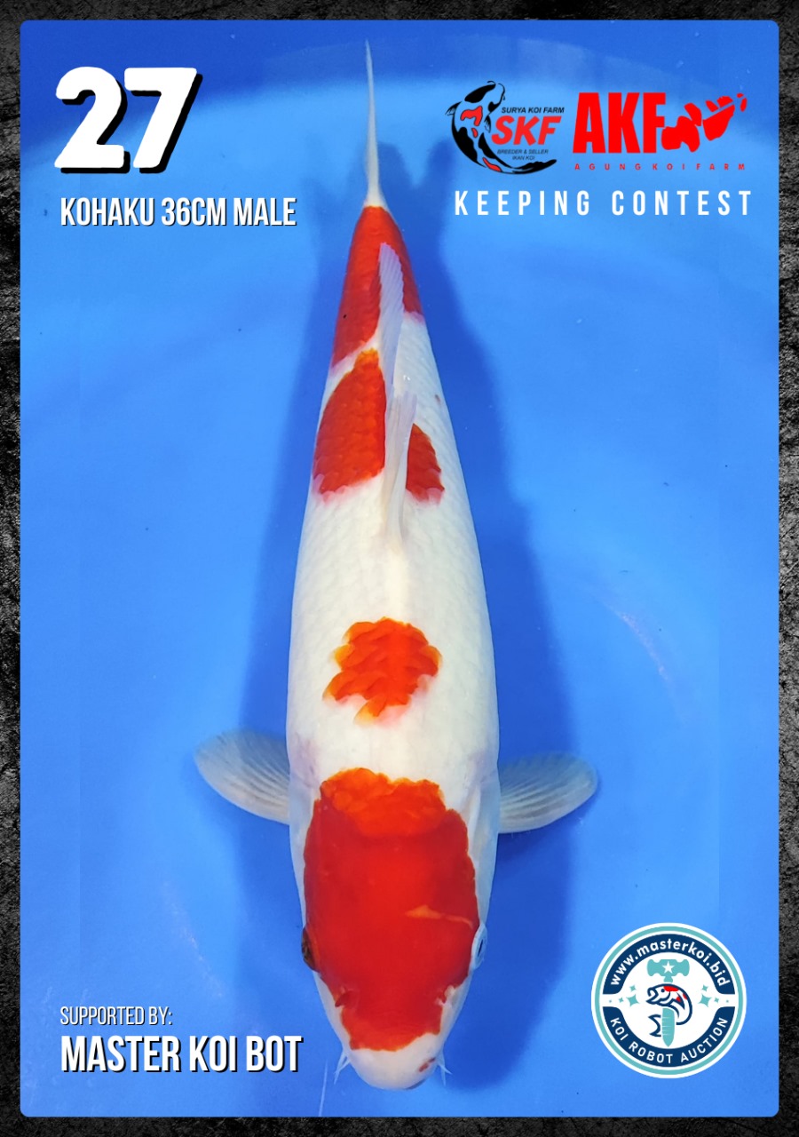 Lelang Koi Online, Jual Beli Ikan Koi, Pusat Jual Beli Koi, Info Lelang Koi Hari Ini, Platform Jual Beli Koi, Jual Beli Ikan Koi Online, Marketplace Ikan Koi, Jual Koi Terbaik, Tempat Beli Koi Berkualitas, Pasar Ikan Koi Online Terpercaya, Penjual Ikan Koi Terpercaya, Beli Koi Hias Online, Ikan Koi untuk Dijual, Koi Kualitas Terbaik, Toko Online Ikan Koi, Koi Hias Untuk Dijual, Jual Beli Ikan Koi Lokal, Koi Indonesia Online, Pusat Jual Beli Koi Terbesar