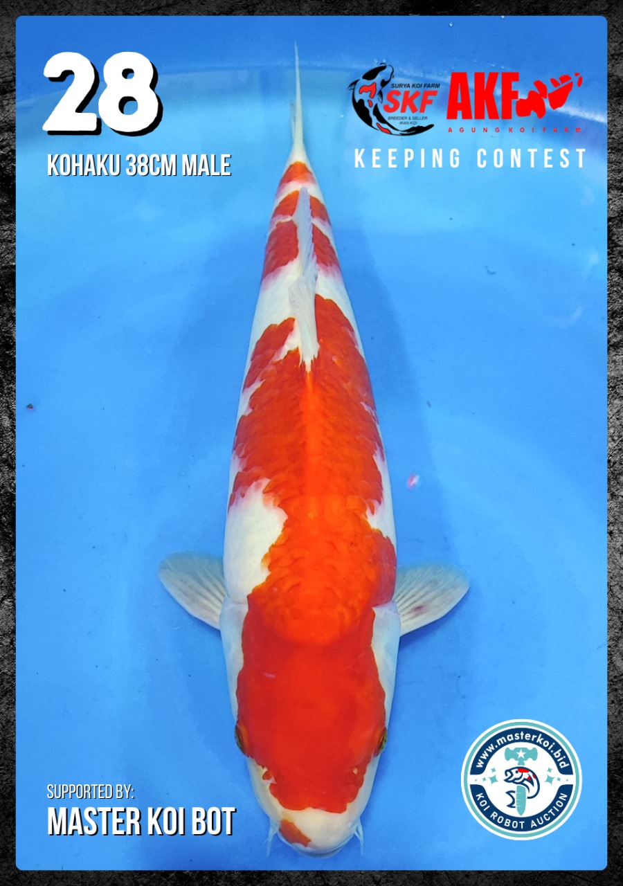 Lelang Koi Online, Jual Beli Ikan Koi, Pusat Jual Beli Koi, Info Lelang Koi Hari Ini, Platform Jual Beli Koi, Jual Beli Ikan Koi Online, Marketplace Ikan Koi, Jual Koi Terbaik, Tempat Beli Koi Berkualitas, Pasar Ikan Koi Online Terpercaya, Penjual Ikan Koi Terpercaya, Beli Koi Hias Online, Ikan Koi untuk Dijual, Koi Kualitas Terbaik, Toko Online Ikan Koi, Koi Hias Untuk Dijual, Jual Beli Ikan Koi Lokal, Koi Indonesia Online, Pusat Jual Beli Koi Terbesar