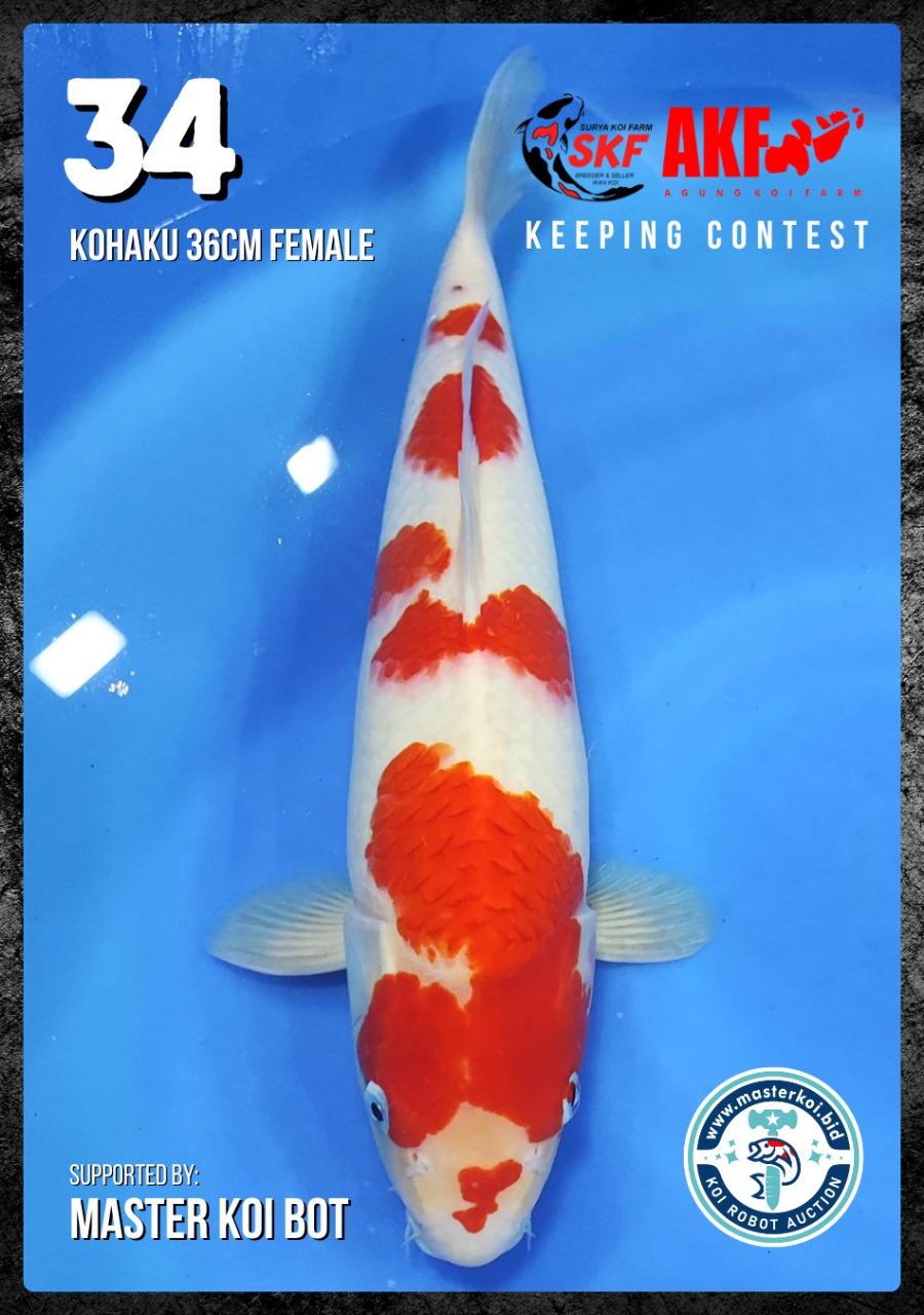 Lelang Koi Online, Jual Beli Ikan Koi, Pusat Jual Beli Koi, Info Lelang Koi Hari Ini, Platform Jual Beli Koi, Jual Beli Ikan Koi Online, Marketplace Ikan Koi, Jual Koi Terbaik, Tempat Beli Koi Berkualitas, Pasar Ikan Koi Online Terpercaya, Penjual Ikan Koi Terpercaya, Beli Koi Hias Online, Ikan Koi untuk Dijual, Koi Kualitas Terbaik, Toko Online Ikan Koi, Koi Hias Untuk Dijual, Jual Beli Ikan Koi Lokal, Koi Indonesia Online, Pusat Jual Beli Koi Terbesar