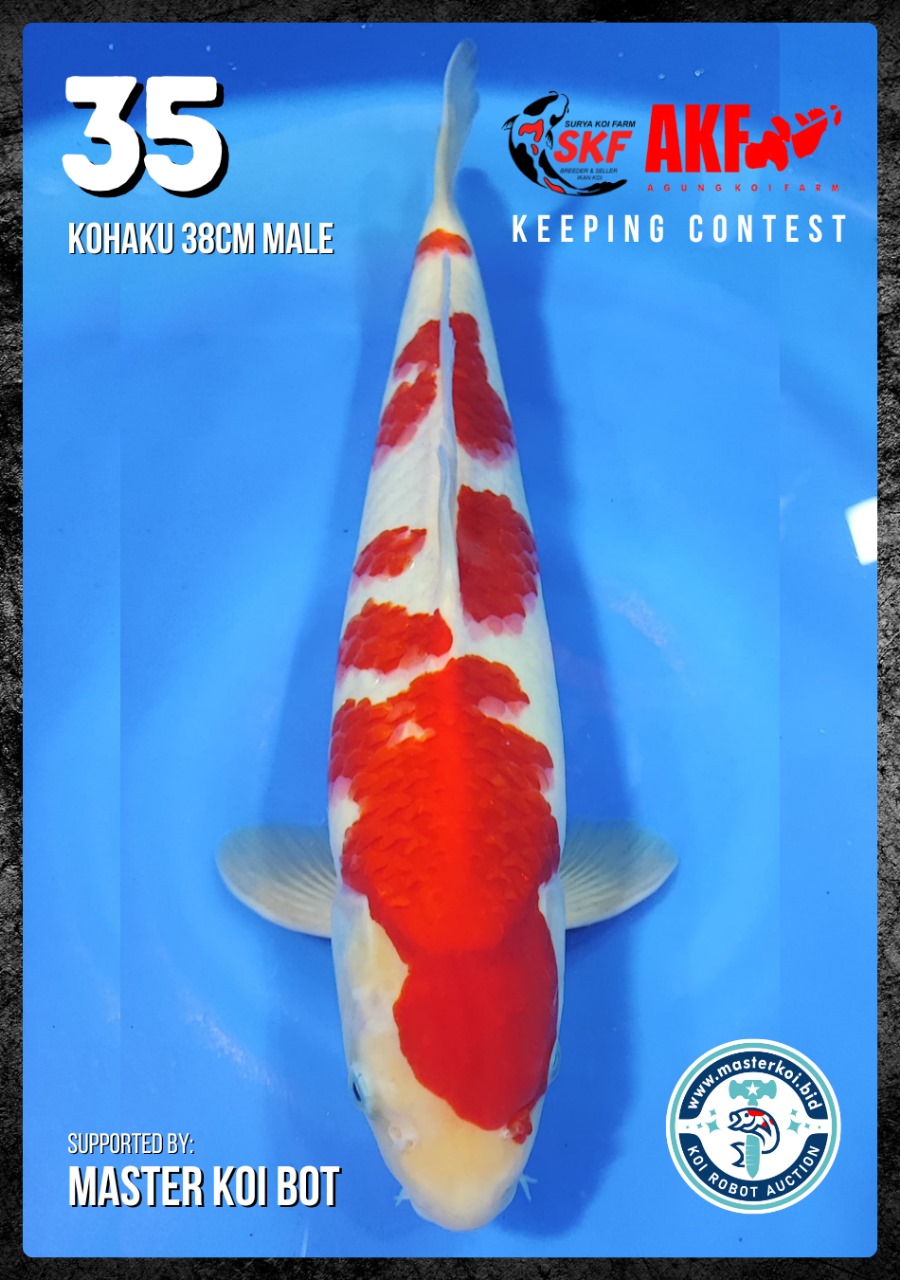 Lelang Koi Online, Jual Beli Ikan Koi, Pusat Jual Beli Koi, Info Lelang Koi Hari Ini, Platform Jual Beli Koi, Jual Beli Ikan Koi Online, Marketplace Ikan Koi, Jual Koi Terbaik, Tempat Beli Koi Berkualitas, Pasar Ikan Koi Online Terpercaya, Penjual Ikan Koi Terpercaya, Beli Koi Hias Online, Ikan Koi untuk Dijual, Koi Kualitas Terbaik, Toko Online Ikan Koi, Koi Hias Untuk Dijual, Jual Beli Ikan Koi Lokal, Koi Indonesia Online, Pusat Jual Beli Koi Terbesar