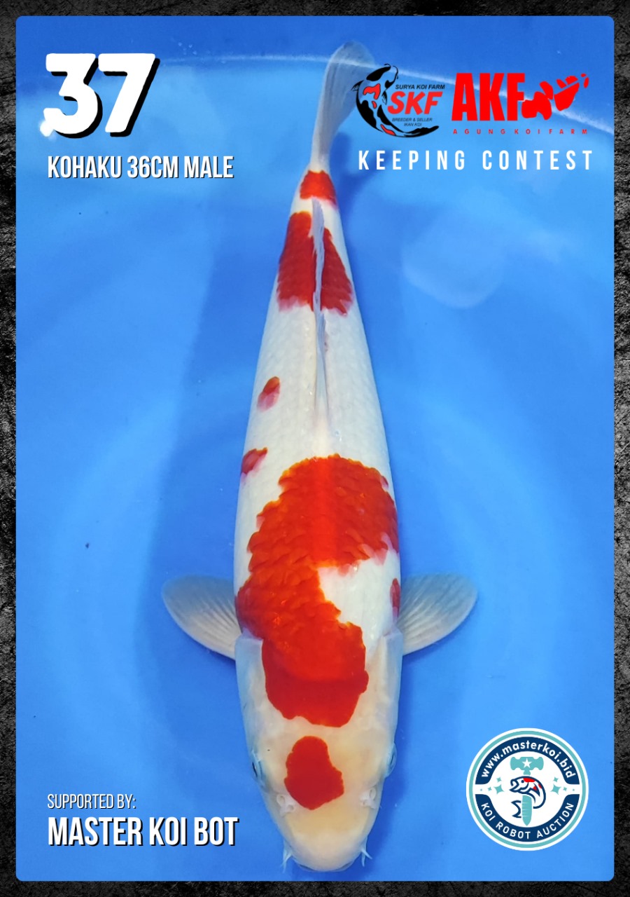 Lelang Koi Online, Jual Beli Ikan Koi, Pusat Jual Beli Koi, Info Lelang Koi Hari Ini, Platform Jual Beli Koi, Jual Beli Ikan Koi Online, Marketplace Ikan Koi, Jual Koi Terbaik, Tempat Beli Koi Berkualitas, Pasar Ikan Koi Online Terpercaya, Penjual Ikan Koi Terpercaya, Beli Koi Hias Online, Ikan Koi untuk Dijual, Koi Kualitas Terbaik, Toko Online Ikan Koi, Koi Hias Untuk Dijual, Jual Beli Ikan Koi Lokal, Koi Indonesia Online, Pusat Jual Beli Koi Terbesar