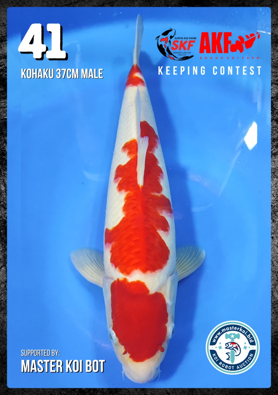 Lelang Koi Online, Jual Beli Ikan Koi, Pusat Jual Beli Koi, Info Lelang Koi Hari Ini, Platform Jual Beli Koi, Jual Beli Ikan Koi Online, Marketplace Ikan Koi, Jual Koi Terbaik, Tempat Beli Koi Berkualitas, Pasar Ikan Koi Online Terpercaya, Penjual Ikan Koi Terpercaya, Beli Koi Hias Online, Ikan Koi untuk Dijual, Koi Kualitas Terbaik, Toko Online Ikan Koi, Koi Hias Untuk Dijual, Jual Beli Ikan Koi Lokal, Koi Indonesia Online, Pusat Jual Beli Koi Terbesar