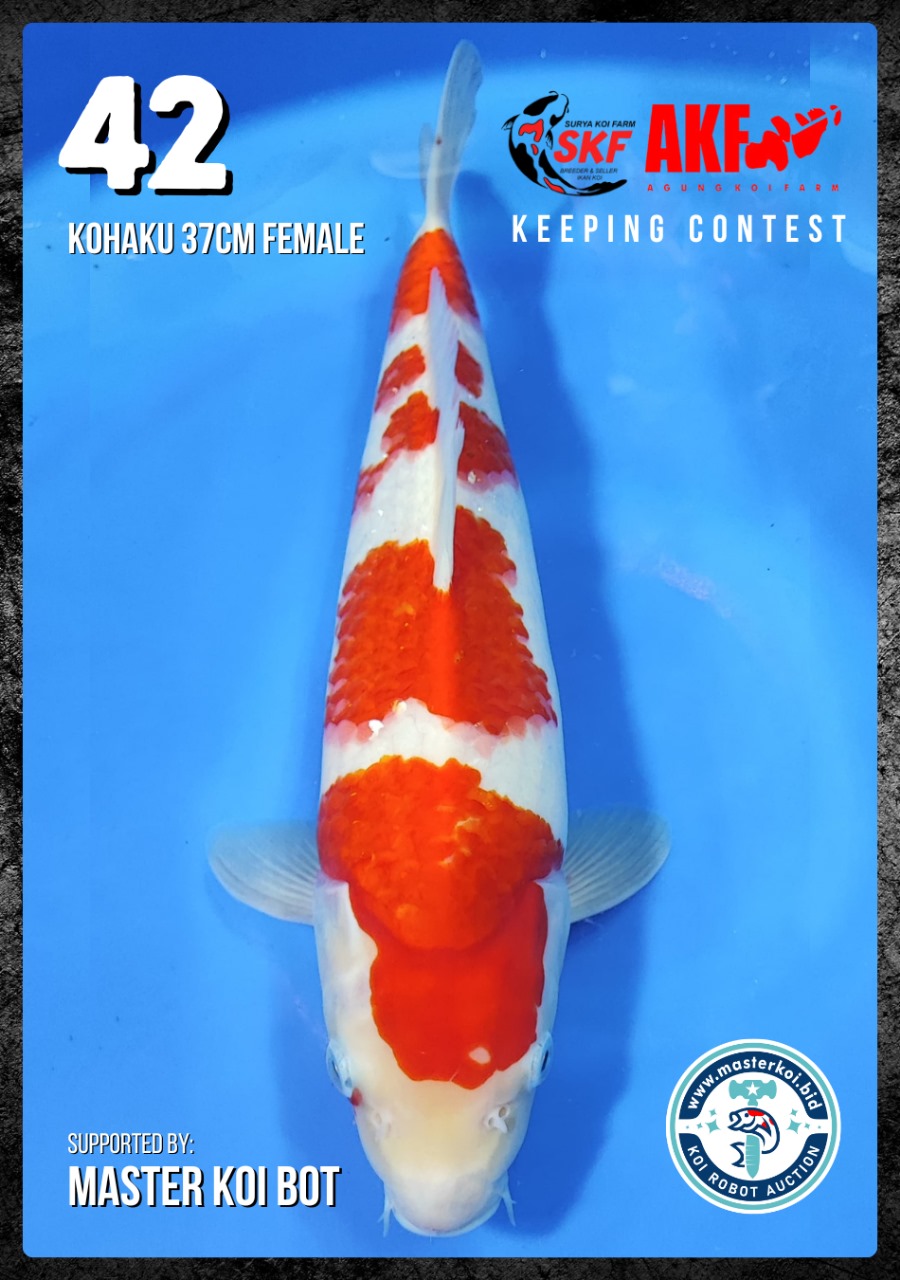 Lelang Koi Online, Jual Beli Ikan Koi, Pusat Jual Beli Koi, Info Lelang Koi Hari Ini, Platform Jual Beli Koi, Jual Beli Ikan Koi Online, Marketplace Ikan Koi, Jual Koi Terbaik, Tempat Beli Koi Berkualitas, Pasar Ikan Koi Online Terpercaya, Penjual Ikan Koi Terpercaya, Beli Koi Hias Online, Ikan Koi untuk Dijual, Koi Kualitas Terbaik, Toko Online Ikan Koi, Koi Hias Untuk Dijual, Jual Beli Ikan Koi Lokal, Koi Indonesia Online, Pusat Jual Beli Koi Terbesar