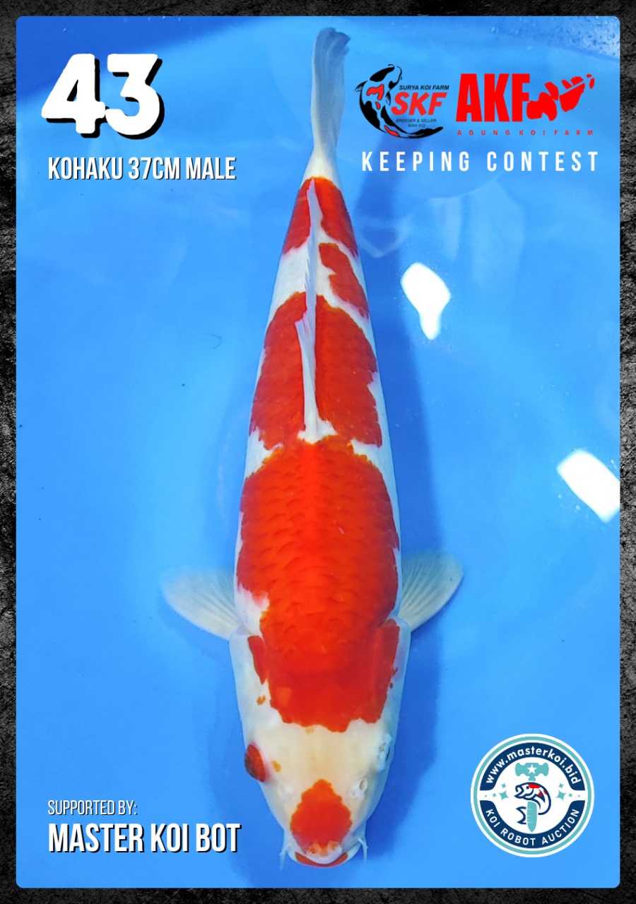 Lelang Koi Online, Jual Beli Ikan Koi, Pusat Jual Beli Koi, Info Lelang Koi Hari Ini, Platform Jual Beli Koi, Jual Beli Ikan Koi Online, Marketplace Ikan Koi, Jual Koi Terbaik, Tempat Beli Koi Berkualitas, Pasar Ikan Koi Online Terpercaya, Penjual Ikan Koi Terpercaya, Beli Koi Hias Online, Ikan Koi untuk Dijual, Koi Kualitas Terbaik, Toko Online Ikan Koi, Koi Hias Untuk Dijual, Jual Beli Ikan Koi Lokal, Koi Indonesia Online, Pusat Jual Beli Koi Terbesar