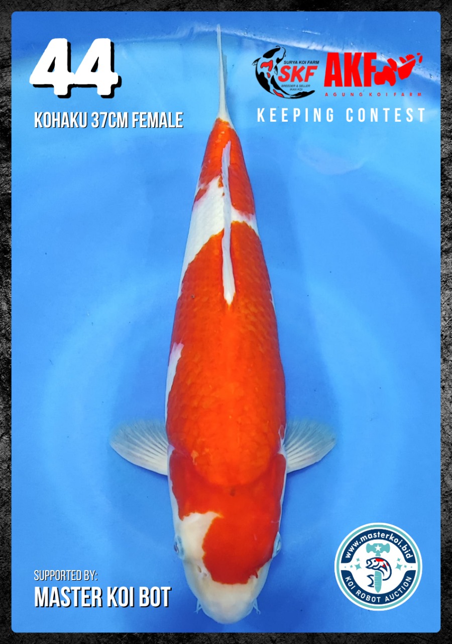 Lelang Koi Online, Jual Beli Ikan Koi, Pusat Jual Beli Koi, Info Lelang Koi Hari Ini, Platform Jual Beli Koi, Jual Beli Ikan Koi Online, Marketplace Ikan Koi, Jual Koi Terbaik, Tempat Beli Koi Berkualitas, Pasar Ikan Koi Online Terpercaya, Penjual Ikan Koi Terpercaya, Beli Koi Hias Online, Ikan Koi untuk Dijual, Koi Kualitas Terbaik, Toko Online Ikan Koi, Koi Hias Untuk Dijual, Jual Beli Ikan Koi Lokal, Koi Indonesia Online, Pusat Jual Beli Koi Terbesar