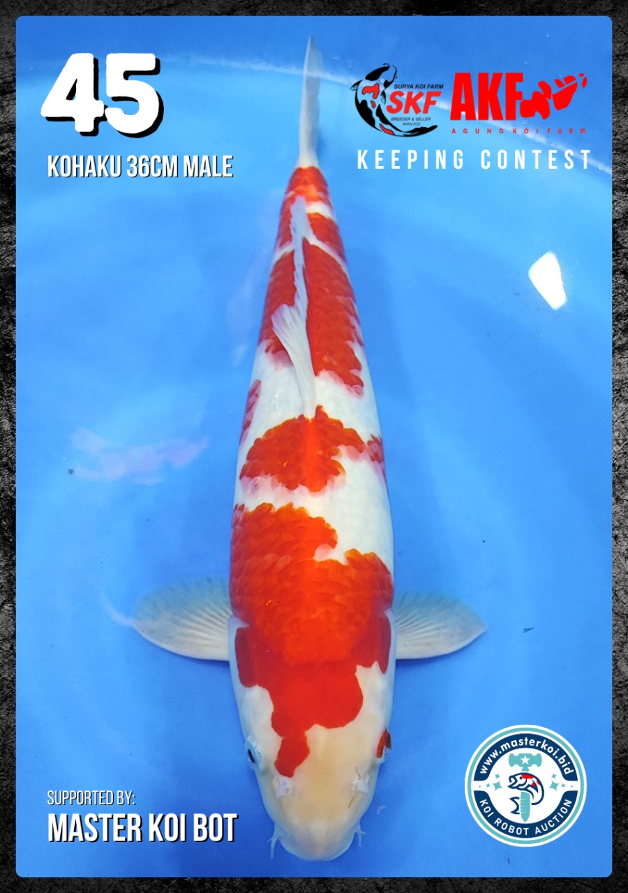 Lelang Koi Online, Jual Beli Ikan Koi, Pusat Jual Beli Koi, Info Lelang Koi Hari Ini, Platform Jual Beli Koi, Jual Beli Ikan Koi Online, Marketplace Ikan Koi, Jual Koi Terbaik, Tempat Beli Koi Berkualitas, Pasar Ikan Koi Online Terpercaya, Penjual Ikan Koi Terpercaya, Beli Koi Hias Online, Ikan Koi untuk Dijual, Koi Kualitas Terbaik, Toko Online Ikan Koi, Koi Hias Untuk Dijual, Jual Beli Ikan Koi Lokal, Koi Indonesia Online, Pusat Jual Beli Koi Terbesar