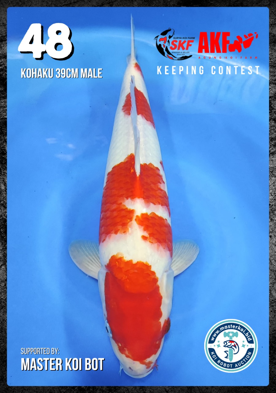 Lelang Koi Online, Jual Beli Ikan Koi, Pusat Jual Beli Koi, Info Lelang Koi Hari Ini, Platform Jual Beli Koi, Jual Beli Ikan Koi Online, Marketplace Ikan Koi, Jual Koi Terbaik, Tempat Beli Koi Berkualitas, Pasar Ikan Koi Online Terpercaya, Penjual Ikan Koi Terpercaya, Beli Koi Hias Online, Ikan Koi untuk Dijual, Koi Kualitas Terbaik, Toko Online Ikan Koi, Koi Hias Untuk Dijual, Jual Beli Ikan Koi Lokal, Koi Indonesia Online, Pusat Jual Beli Koi Terbesar