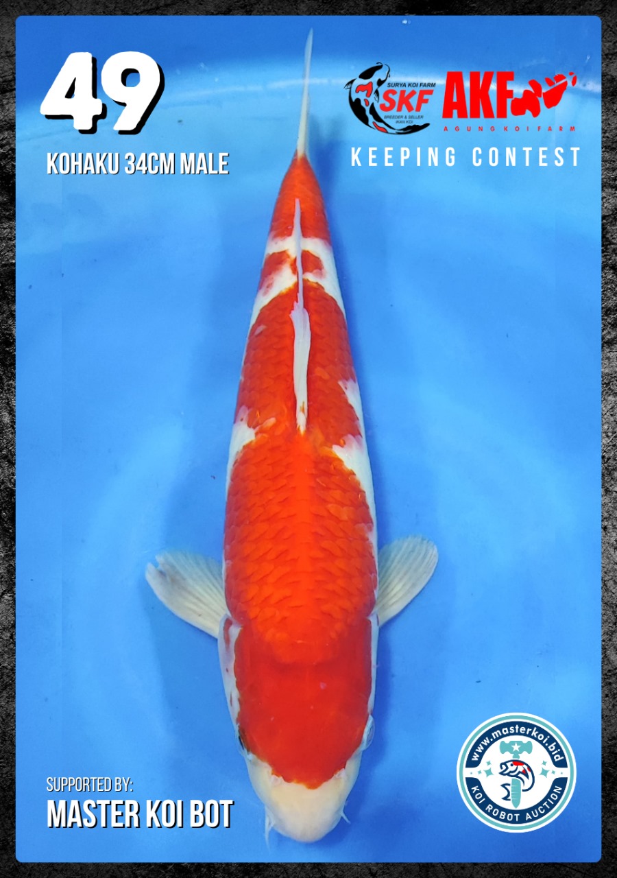 Lelang Koi Online, Jual Beli Ikan Koi, Pusat Jual Beli Koi, Info Lelang Koi Hari Ini, Platform Jual Beli Koi, Jual Beli Ikan Koi Online, Marketplace Ikan Koi, Jual Koi Terbaik, Tempat Beli Koi Berkualitas, Pasar Ikan Koi Online Terpercaya, Penjual Ikan Koi Terpercaya, Beli Koi Hias Online, Ikan Koi untuk Dijual, Koi Kualitas Terbaik, Toko Online Ikan Koi, Koi Hias Untuk Dijual, Jual Beli Ikan Koi Lokal, Koi Indonesia Online, Pusat Jual Beli Koi Terbesar