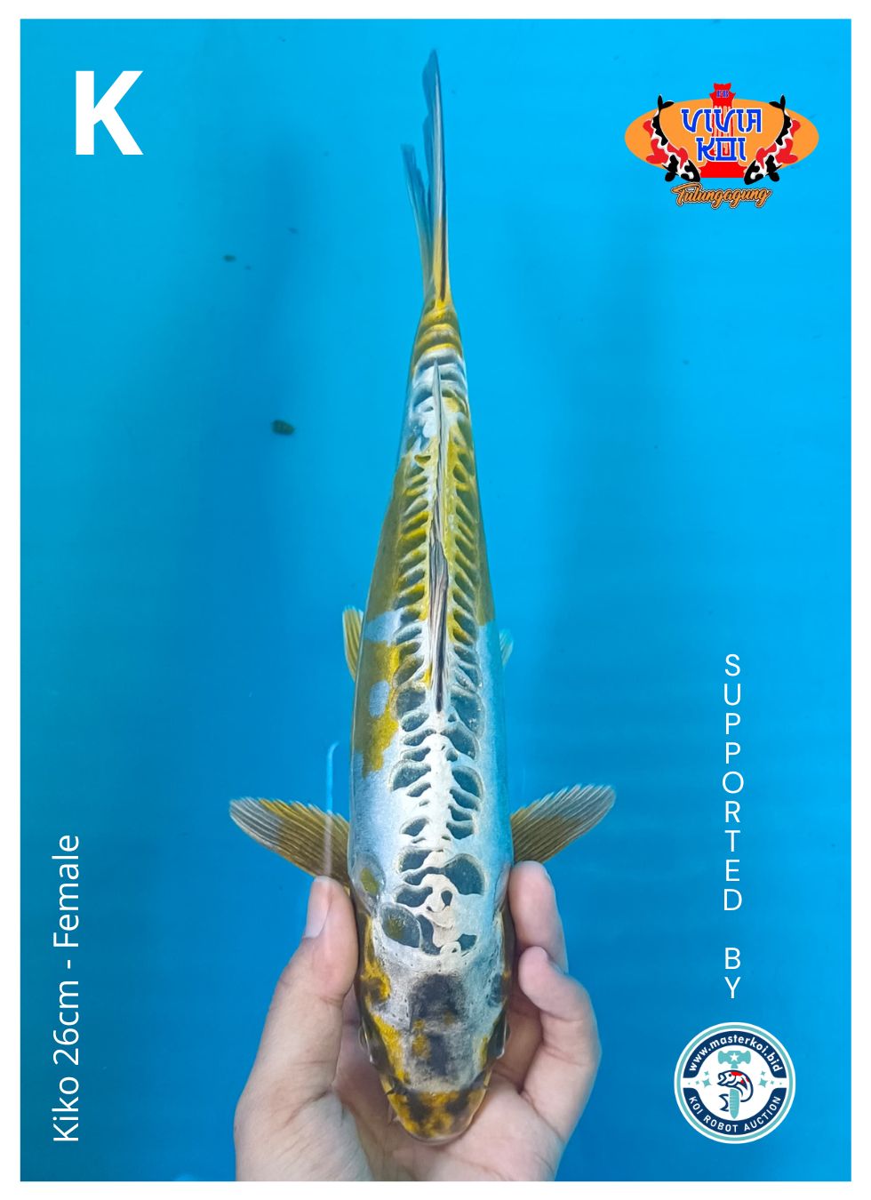 KIKO 26cm