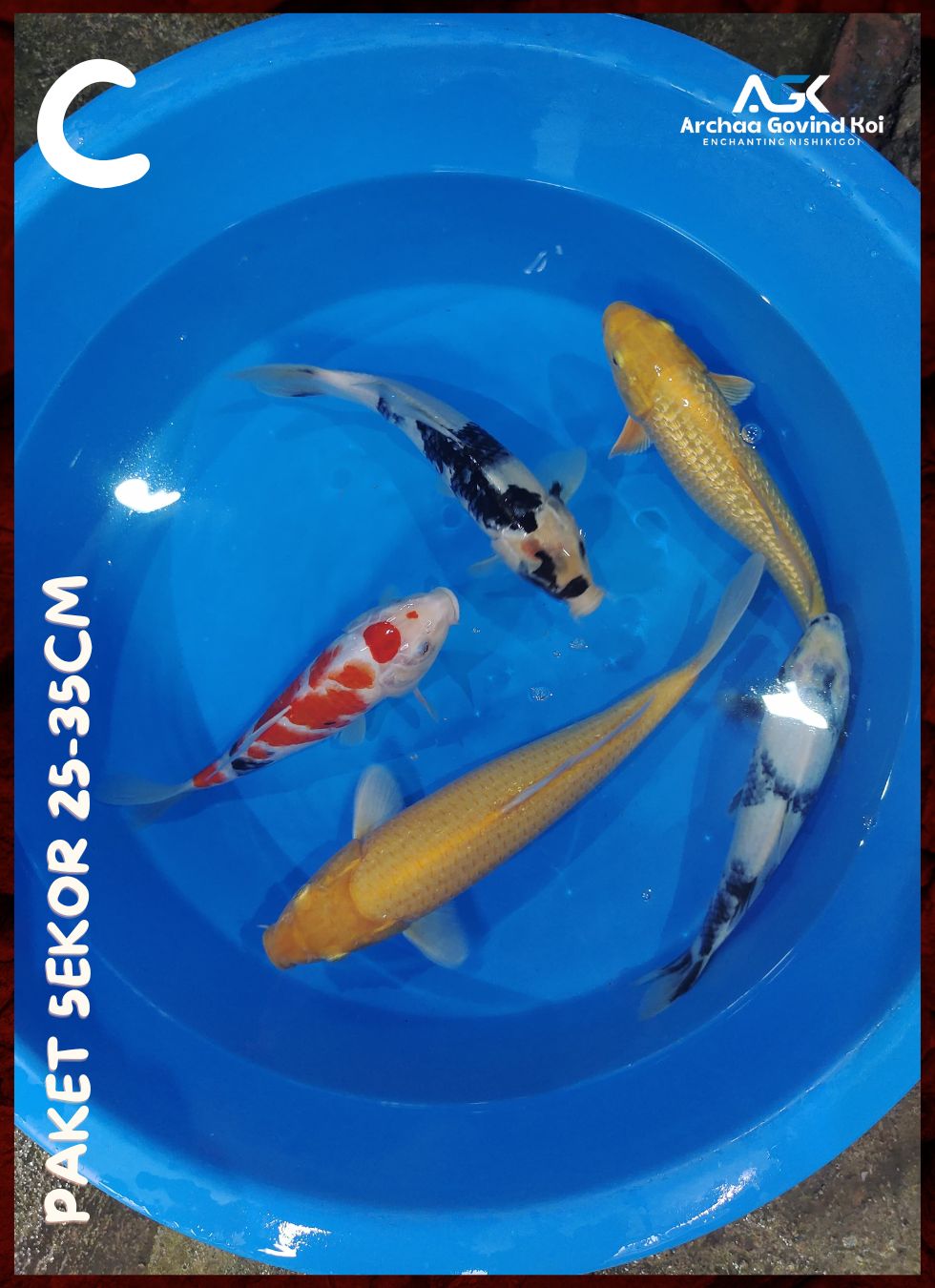 PAKET 5EKOR 25-35cm