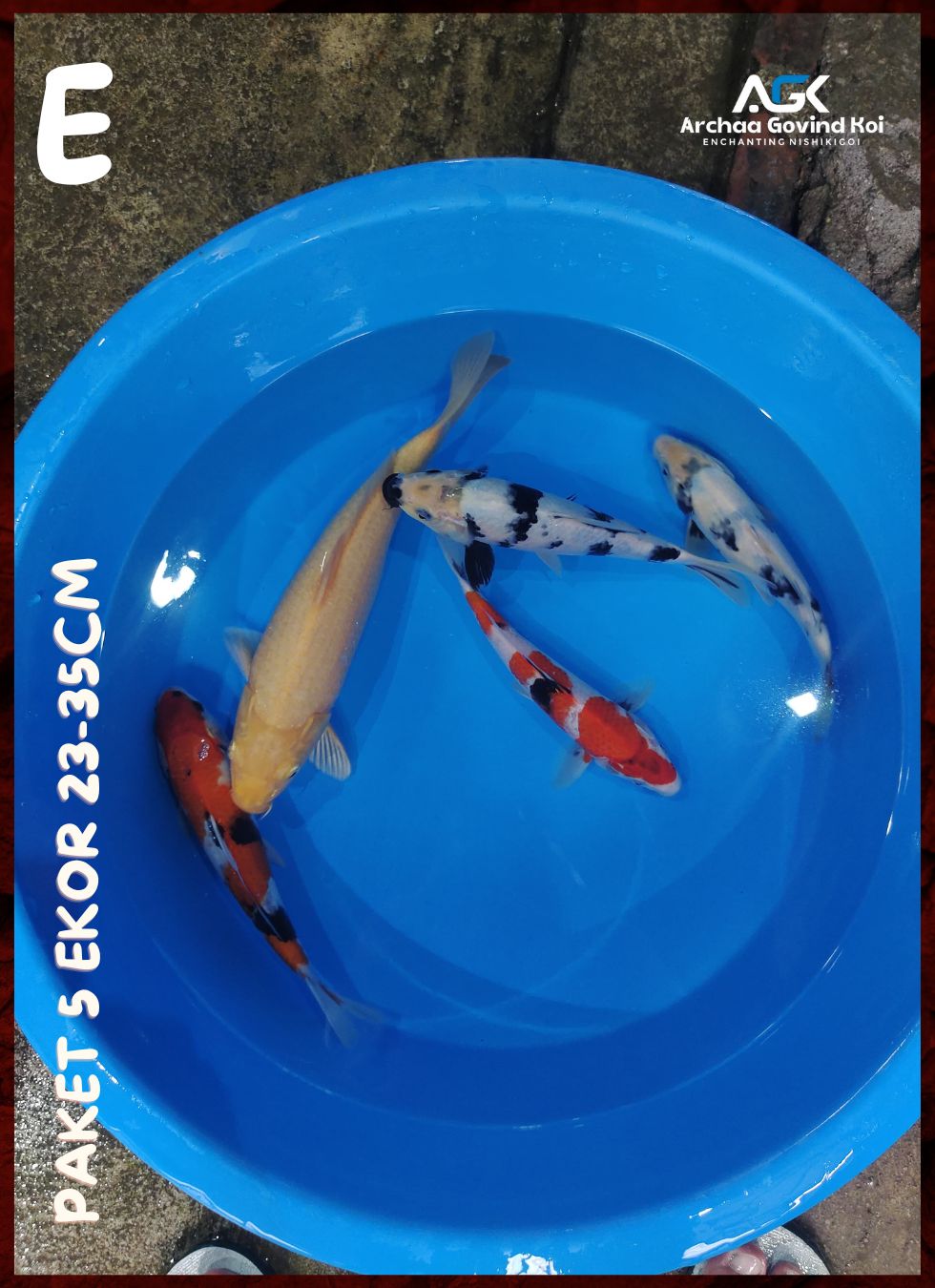 PAKET 5 EKOR 23-35cm