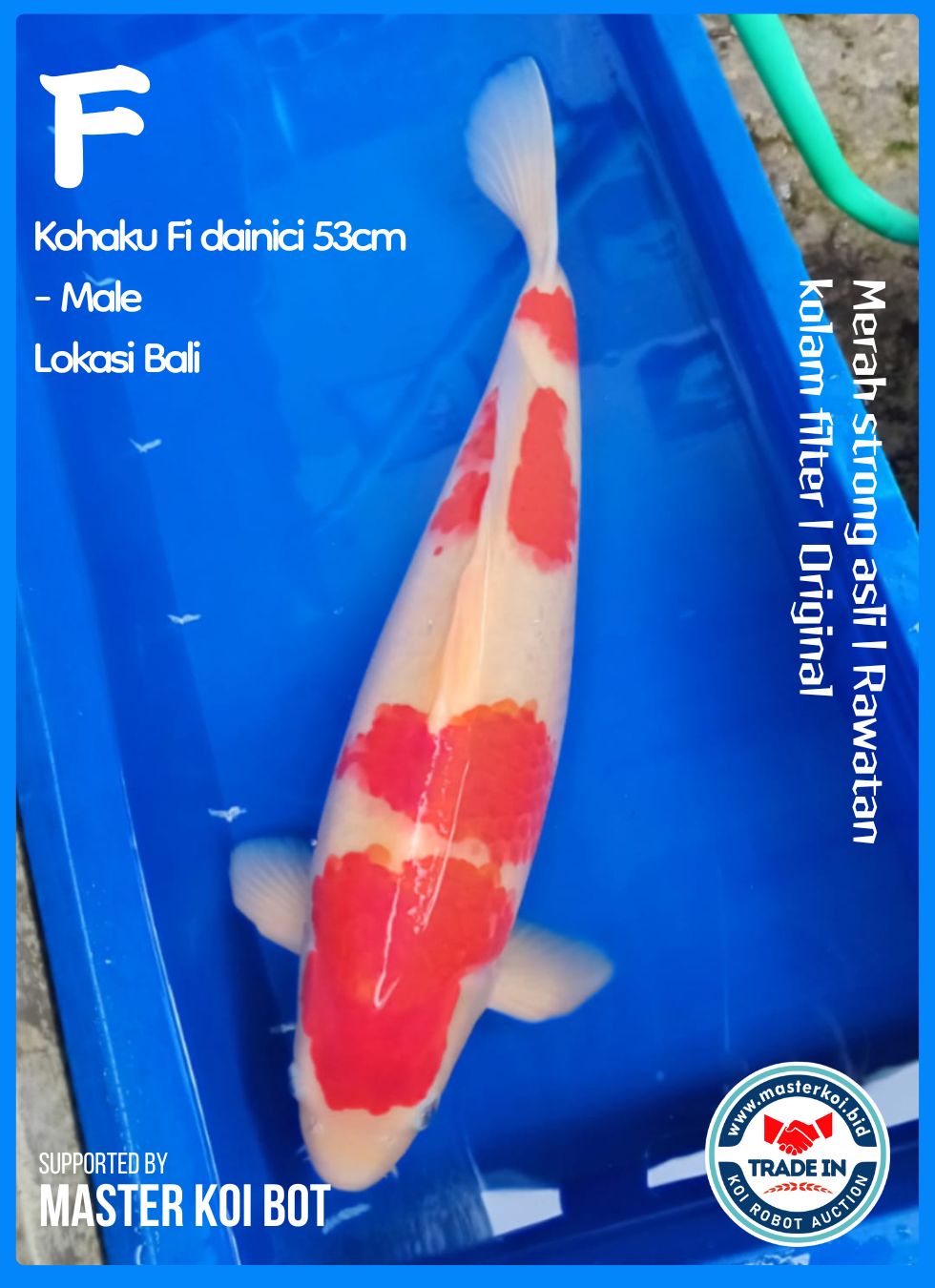 KOHAKU FI DAINICI 53cm