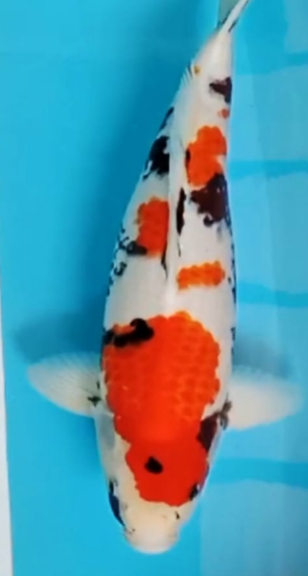 IKAN KELAS SULTAN KINDAI SHOWA BODY TEBAL ISTIMEWA LOKASI BEKASI 45cm