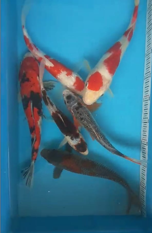 MIXS 2530cm