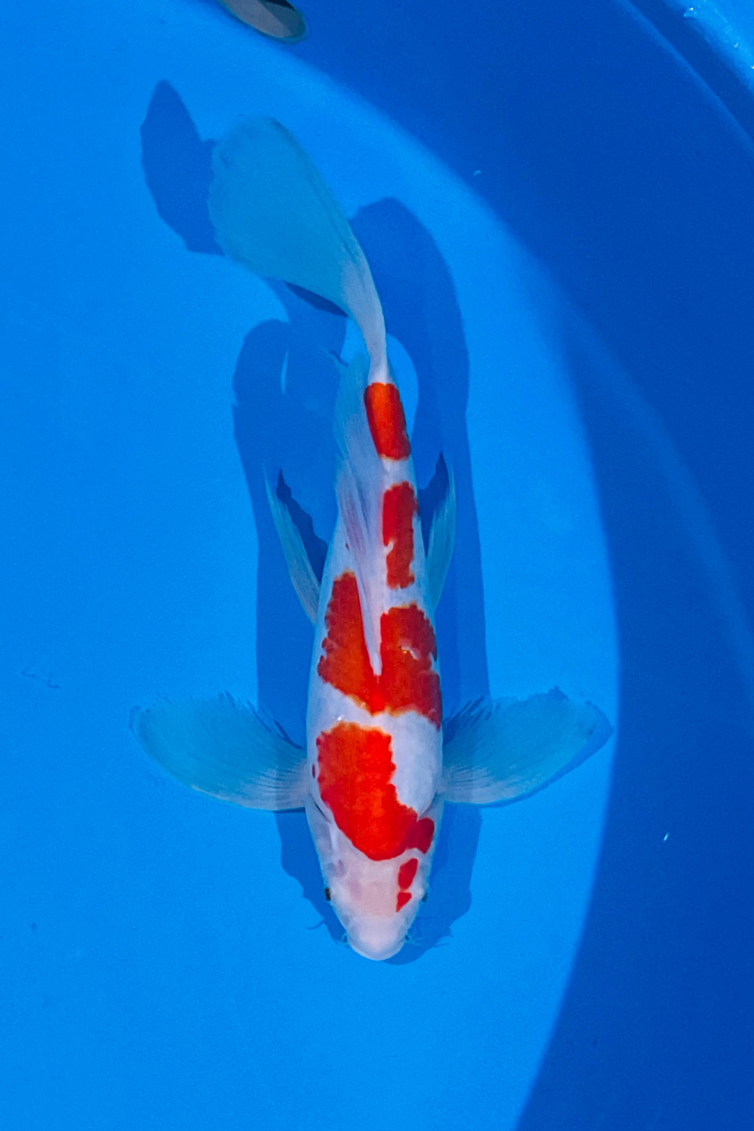 KUMPAY KOHAKU ORIGINALE BENI HALUS GONDRONG 39cm