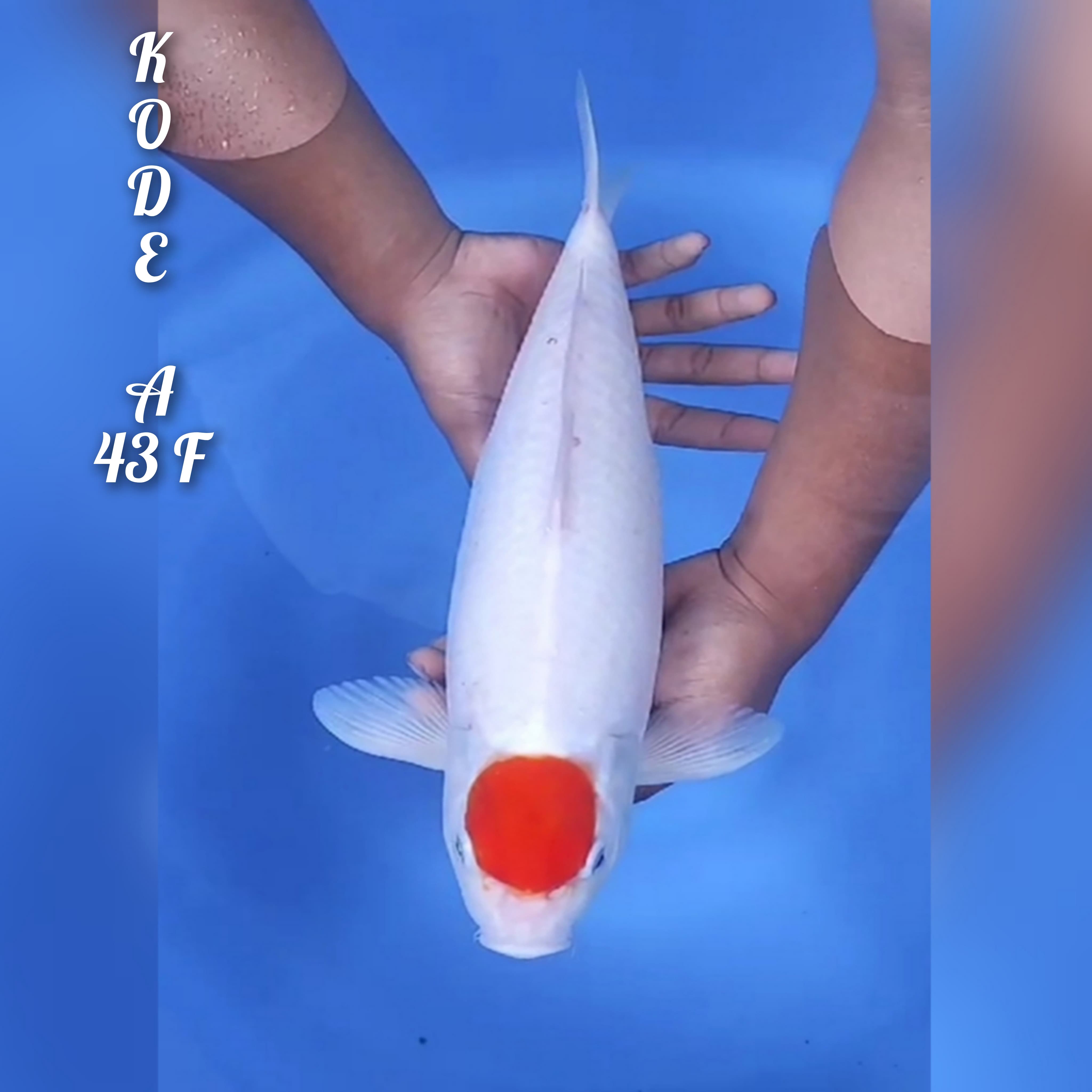 TANCO KOHAKU 43cm