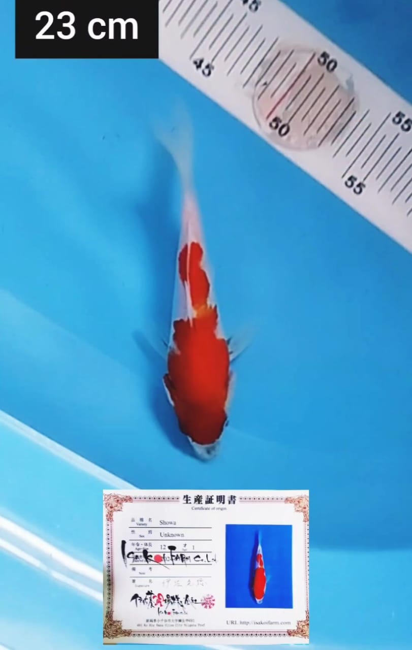 Lelang Koi Online, Jual Beli Ikan Koi, Pusat Jual Beli Koi, Info Lelang Koi Hari Ini, Platform Jual Beli Koi, Jual Beli Ikan Koi Online, Marketplace Ikan Koi, Jual Koi Terbaik, Tempat Beli Koi Berkualitas, Pasar Ikan Koi Online Terpercaya, Penjual Ikan Koi Terpercaya, Beli Koi Hias Online, Ikan Koi untuk Dijual, Koi Kualitas Terbaik, Toko Online Ikan Koi, Koi Hias Untuk Dijual, Jual Beli Ikan Koi Lokal, Koi Indonesia Online, Pusat Jual Beli Koi Terbesar