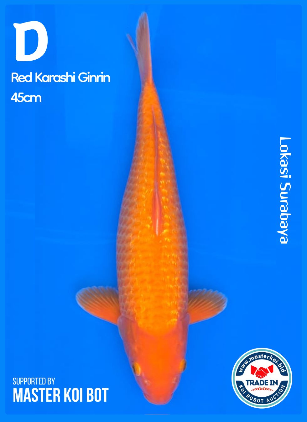 Lelang Koi Online, Jual Beli Ikan Koi, Pusat Jual Beli Koi, Info Lelang Koi Hari Ini, Platform Jual Beli Koi, Jual Beli Ikan Koi Online, Marketplace Ikan Koi, Jual Koi Terbaik, Tempat Beli Koi Berkualitas, Pasar Ikan Koi Online Terpercaya, Penjual Ikan Koi Terpercaya, Beli Koi Hias Online, Ikan Koi untuk Dijual, Koi Kualitas Terbaik, Toko Online Ikan Koi, Koi Hias Untuk Dijual, Jual Beli Ikan Koi Lokal, Koi Indonesia Online, Pusat Jual Beli Koi Terbesar