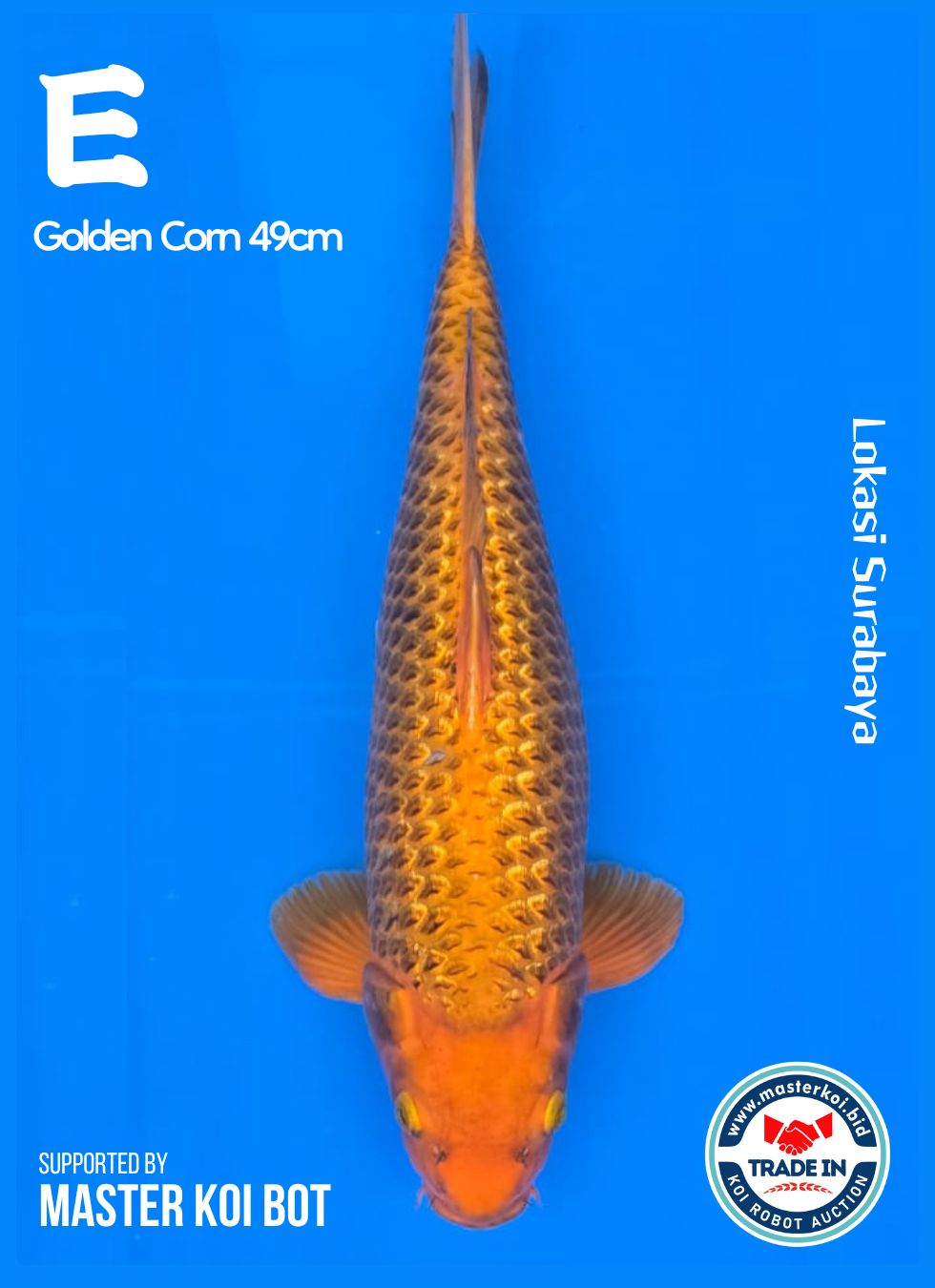 Lelang Koi Online, Jual Beli Ikan Koi, Pusat Jual Beli Koi, Info Lelang Koi Hari Ini, Platform Jual Beli Koi, Jual Beli Ikan Koi Online, Marketplace Ikan Koi, Jual Koi Terbaik, Tempat Beli Koi Berkualitas, Pasar Ikan Koi Online Terpercaya, Penjual Ikan Koi Terpercaya, Beli Koi Hias Online, Ikan Koi untuk Dijual, Koi Kualitas Terbaik, Toko Online Ikan Koi, Koi Hias Untuk Dijual, Jual Beli Ikan Koi Lokal, Koi Indonesia Online, Pusat Jual Beli Koi Terbesar