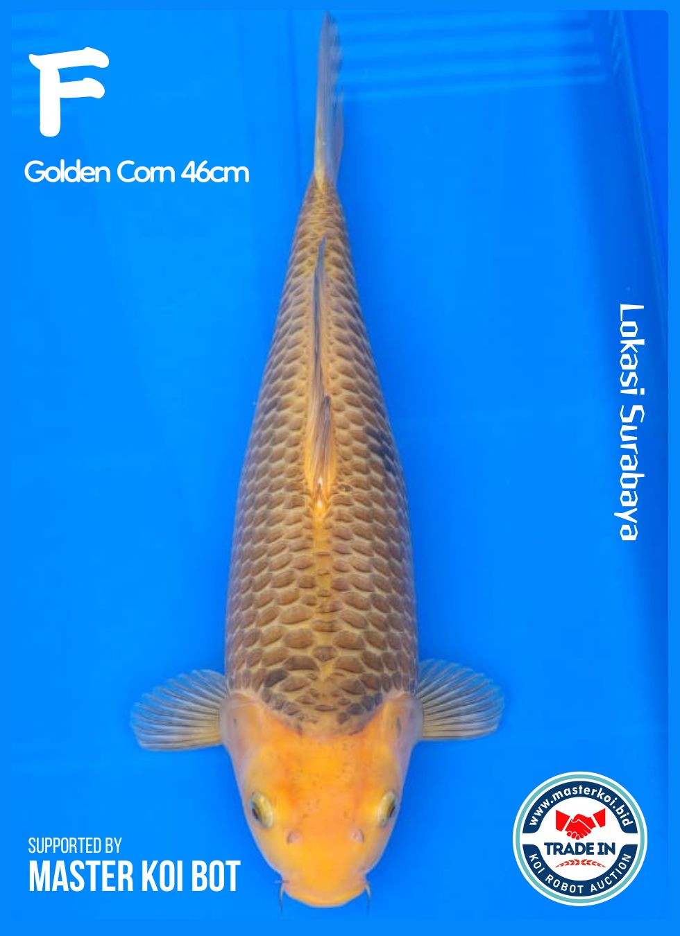 Lelang Koi Online, Jual Beli Ikan Koi, Pusat Jual Beli Koi, Info Lelang Koi Hari Ini, Platform Jual Beli Koi, Jual Beli Ikan Koi Online, Marketplace Ikan Koi, Jual Koi Terbaik, Tempat Beli Koi Berkualitas, Pasar Ikan Koi Online Terpercaya, Penjual Ikan Koi Terpercaya, Beli Koi Hias Online, Ikan Koi untuk Dijual, Koi Kualitas Terbaik, Toko Online Ikan Koi, Koi Hias Untuk Dijual, Jual Beli Ikan Koi Lokal, Koi Indonesia Online, Pusat Jual Beli Koi Terbesar