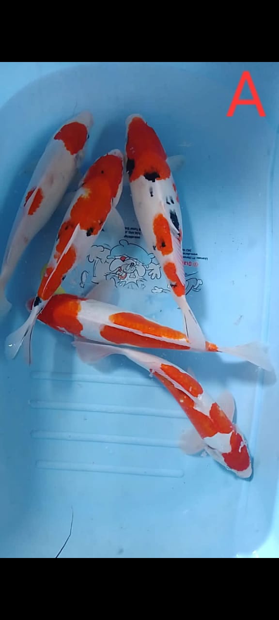 PAKET 5EKOR GOZANKE ISTIMEWA CALON JUMBO POSISI IKAN BLITAR 3335cm