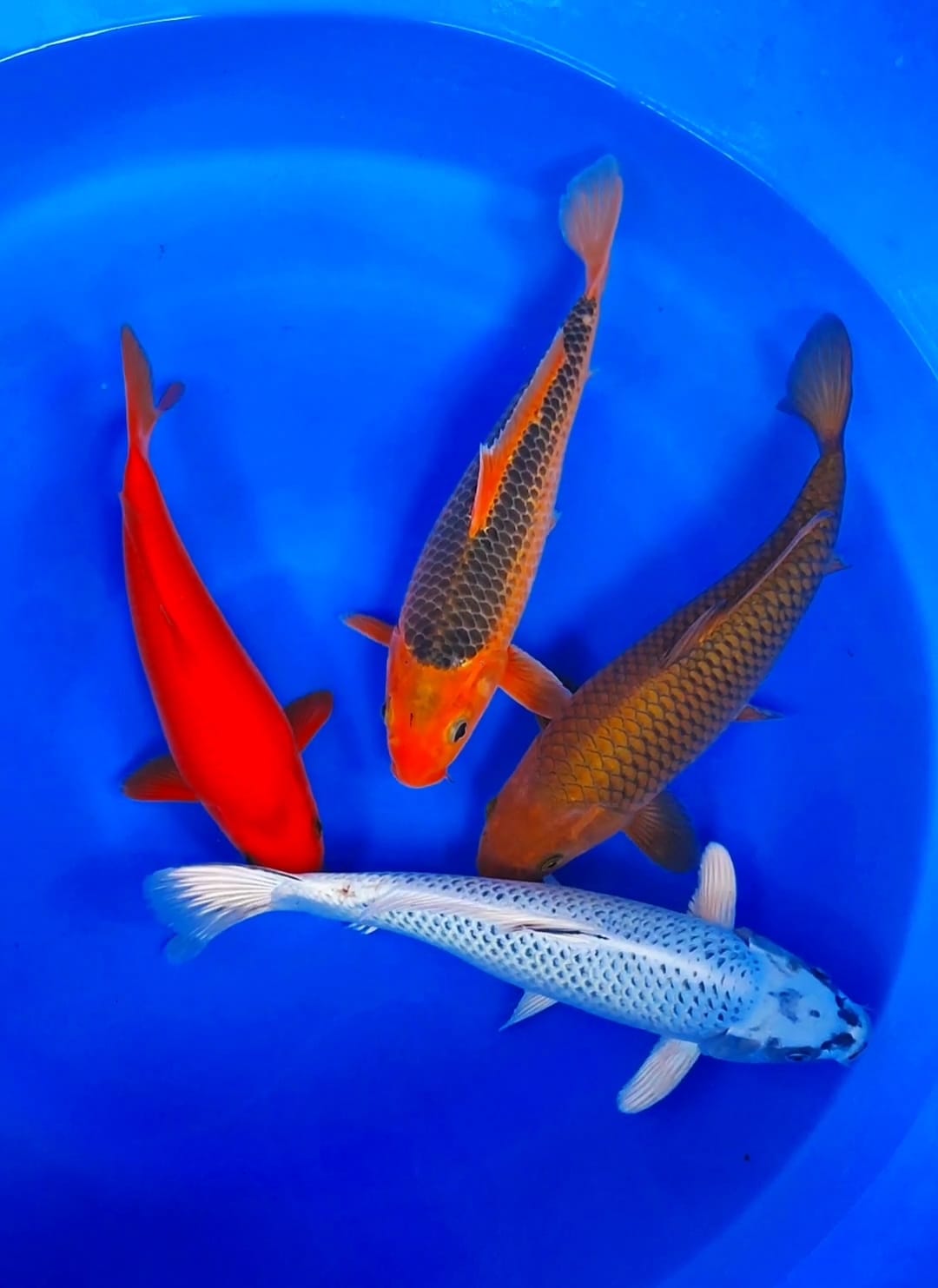 Lelang Koi Online, Jual Beli Ikan Koi, Pusat Jual Beli Koi, Info Lelang Koi Hari Ini, Platform Jual Beli Koi, Jual Beli Ikan Koi Online, Marketplace Ikan Koi, Jual Koi Terbaik, Tempat Beli Koi Berkualitas, Pasar Ikan Koi Online Terpercaya, Penjual Ikan Koi Terpercaya, Beli Koi Hias Online, Ikan Koi untuk Dijual, Koi Kualitas Terbaik, Toko Online Ikan Koi, Koi Hias Untuk Dijual, Jual Beli Ikan Koi Lokal, Koi Indonesia Online, Pusat Jual Beli Koi Terbesar