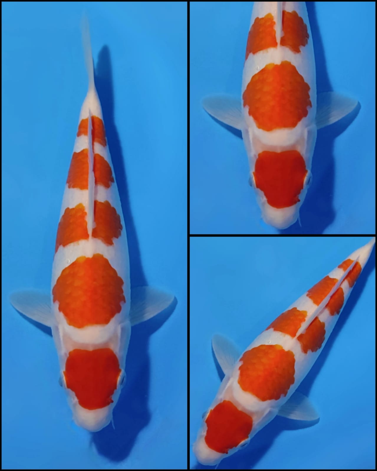 Lelang Koi Online, Jual Beli Ikan Koi, Pusat Jual Beli Koi, Info Lelang Koi Hari Ini, Platform Jual Beli Koi, Jual Beli Ikan Koi Online, Marketplace Ikan Koi, Jual Koi Terbaik, Tempat Beli Koi Berkualitas, Pasar Ikan Koi Online Terpercaya, Penjual Ikan Koi Terpercaya, Beli Koi Hias Online, Ikan Koi untuk Dijual, Koi Kualitas Terbaik, Toko Online Ikan Koi, Koi Hias Untuk Dijual, Jual Beli Ikan Koi Lokal, Koi Indonesia Online, Pusat Jual Beli Koi Terbesar