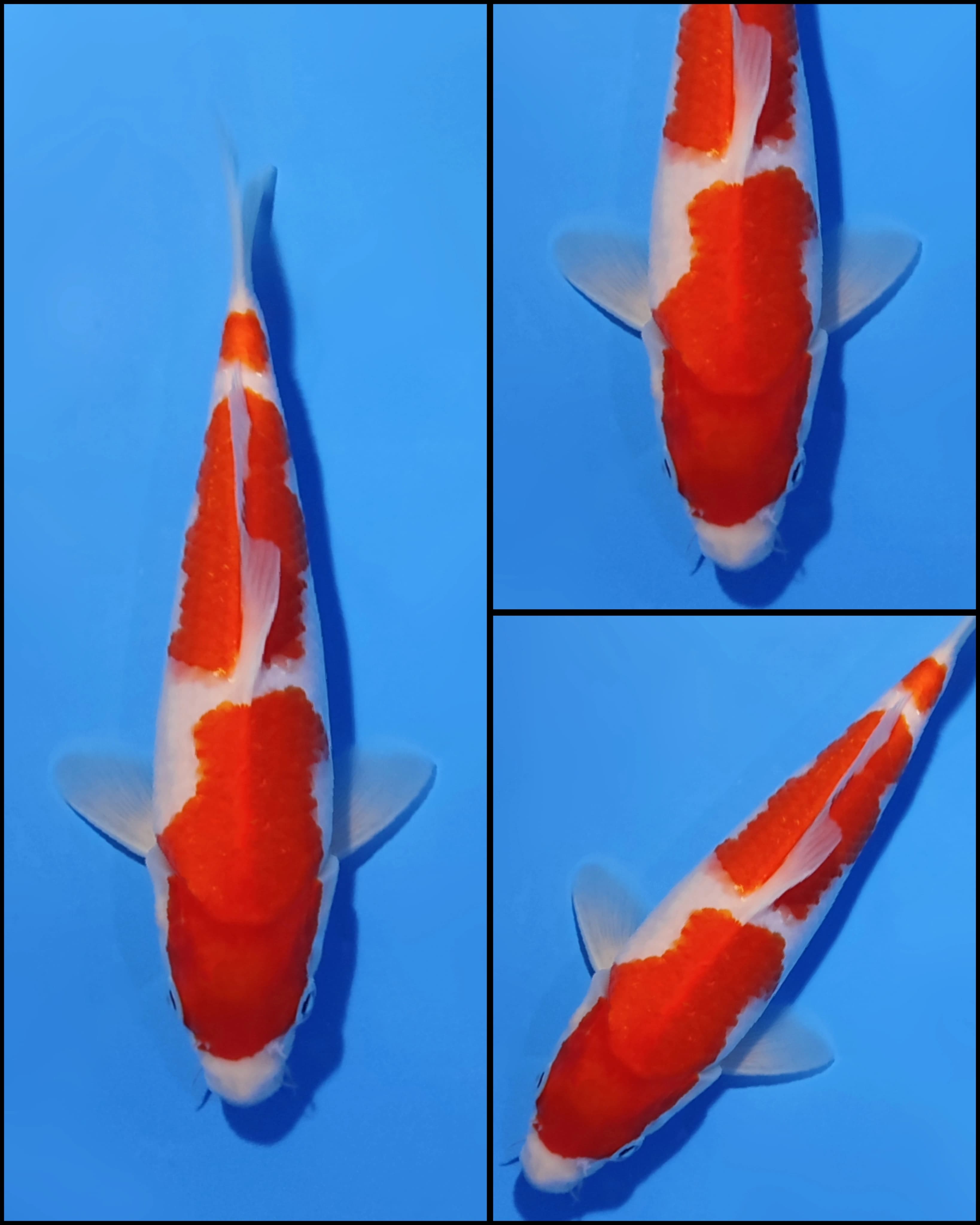 Lelang Koi Online, Jual Beli Ikan Koi, Pusat Jual Beli Koi, Info Lelang Koi Hari Ini, Platform Jual Beli Koi, Jual Beli Ikan Koi Online, Marketplace Ikan Koi, Jual Koi Terbaik, Tempat Beli Koi Berkualitas, Pasar Ikan Koi Online Terpercaya, Penjual Ikan Koi Terpercaya, Beli Koi Hias Online, Ikan Koi untuk Dijual, Koi Kualitas Terbaik, Toko Online Ikan Koi, Koi Hias Untuk Dijual, Jual Beli Ikan Koi Lokal, Koi Indonesia Online, Pusat Jual Beli Koi Terbesar