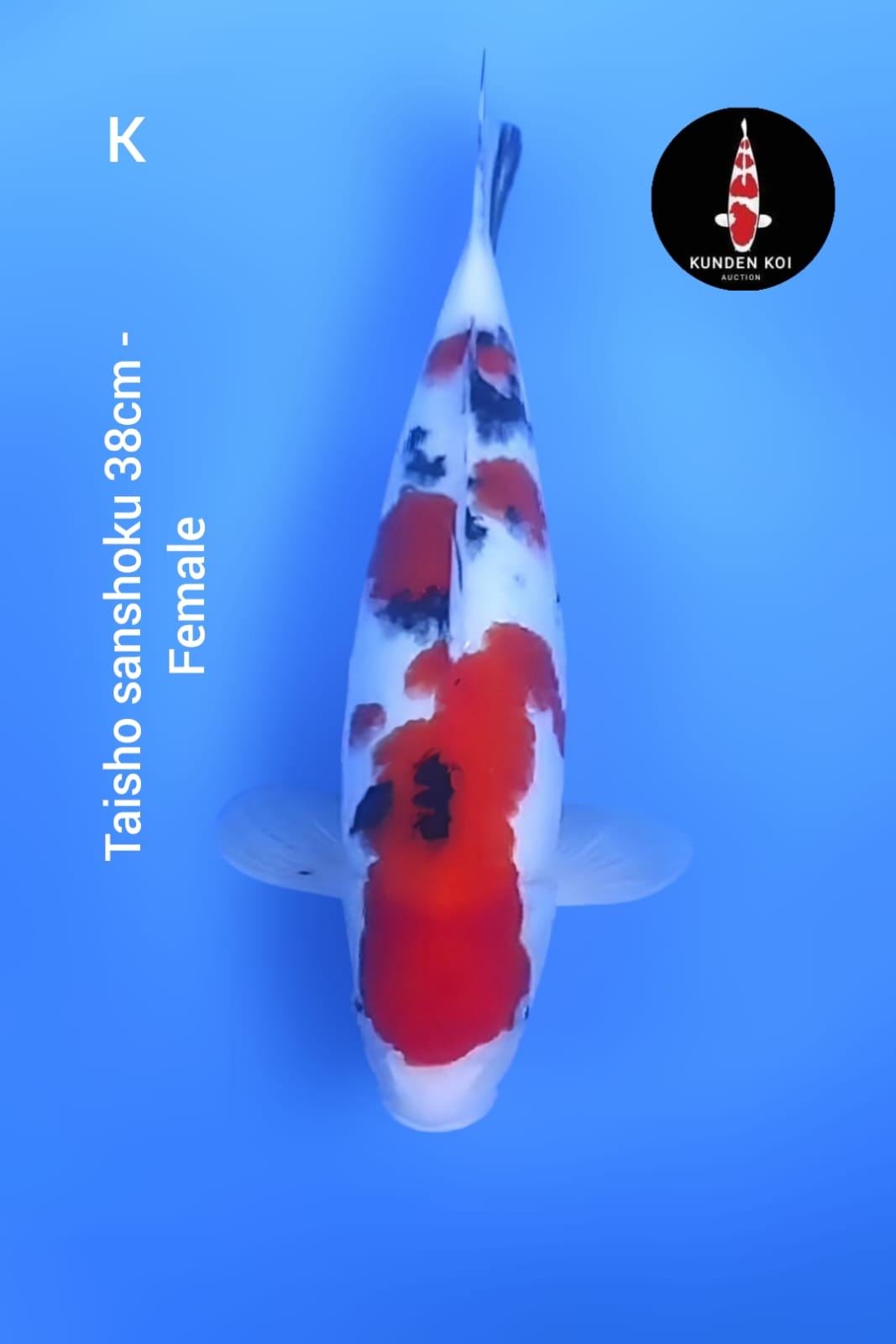 TAISHO SANSHOKU 38cm