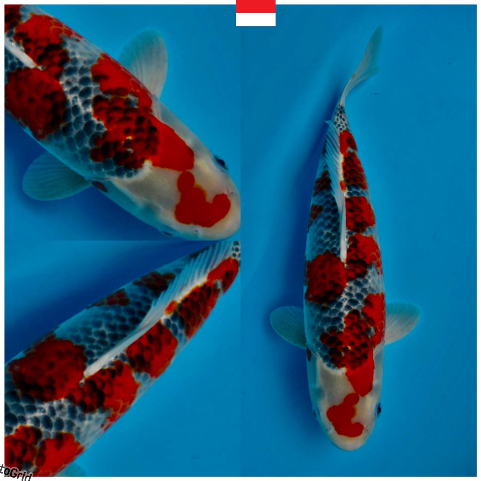 Lelang Koi Online, Jual Beli Ikan Koi, Pusat Jual Beli Koi, Info Lelang Koi Hari Ini, Platform Jual Beli Koi, Jual Beli Ikan Koi Online, Marketplace Ikan Koi, Jual Koi Terbaik, Tempat Beli Koi Berkualitas, Pasar Ikan Koi Online Terpercaya, Penjual Ikan Koi Terpercaya, Beli Koi Hias Online, Ikan Koi untuk Dijual, Koi Kualitas Terbaik, Toko Online Ikan Koi, Koi Hias Untuk Dijual, Jual Beli Ikan Koi Lokal, Koi Indonesia Online, Pusat Jual Beli Koi Terbesar