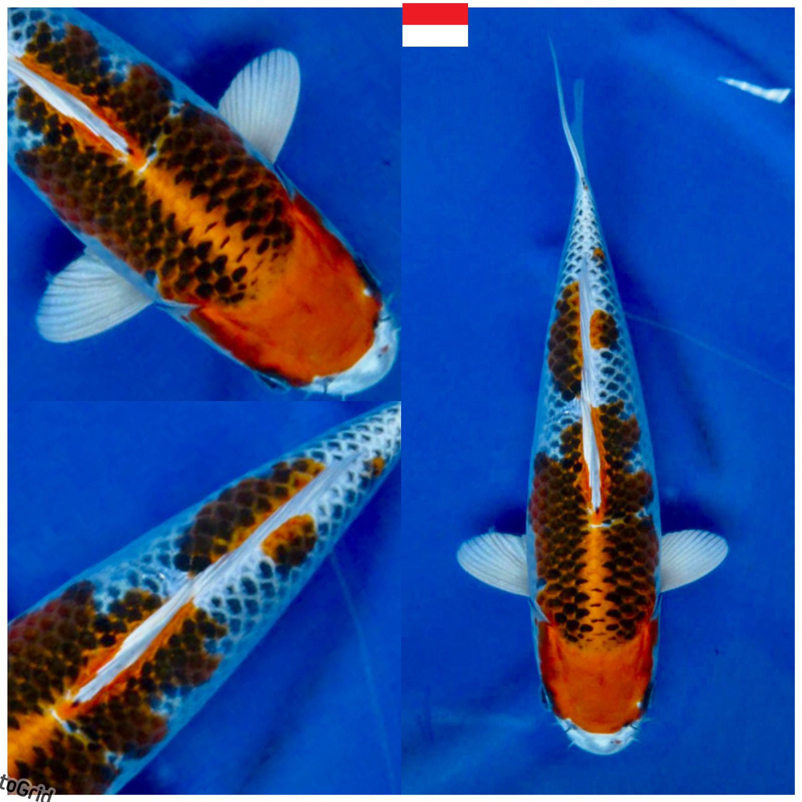 Lelang Koi Online, Jual Beli Ikan Koi, Pusat Jual Beli Koi, Info Lelang Koi Hari Ini, Platform Jual Beli Koi, Jual Beli Ikan Koi Online, Marketplace Ikan Koi, Jual Koi Terbaik, Tempat Beli Koi Berkualitas, Pasar Ikan Koi Online Terpercaya, Penjual Ikan Koi Terpercaya, Beli Koi Hias Online, Ikan Koi untuk Dijual, Koi Kualitas Terbaik, Toko Online Ikan Koi, Koi Hias Untuk Dijual, Jual Beli Ikan Koi Lokal, Koi Indonesia Online, Pusat Jual Beli Koi Terbesar